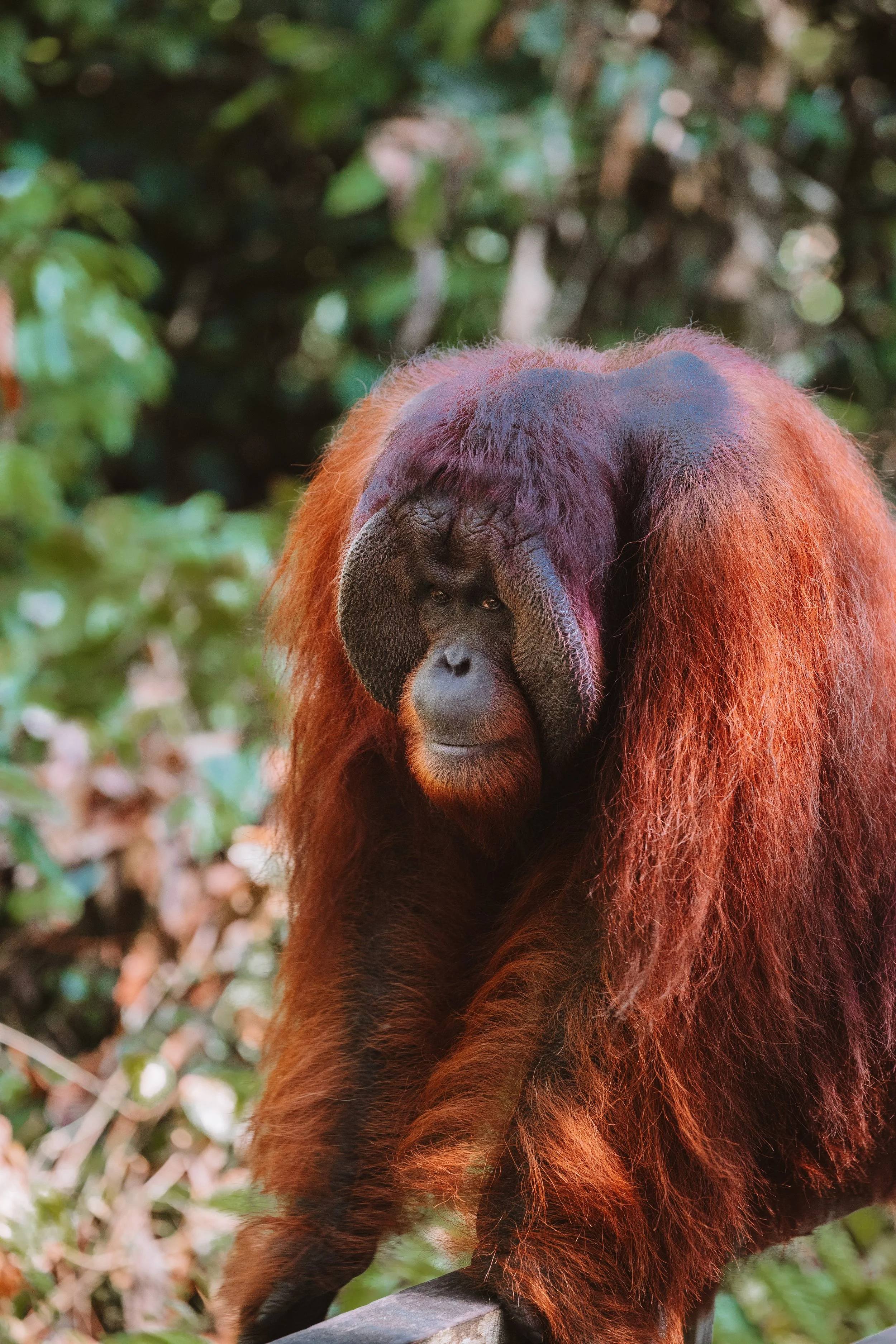 Close-up of a silverback orangutan with reddish-brown fur, sitting outdoors with greenery in the background.