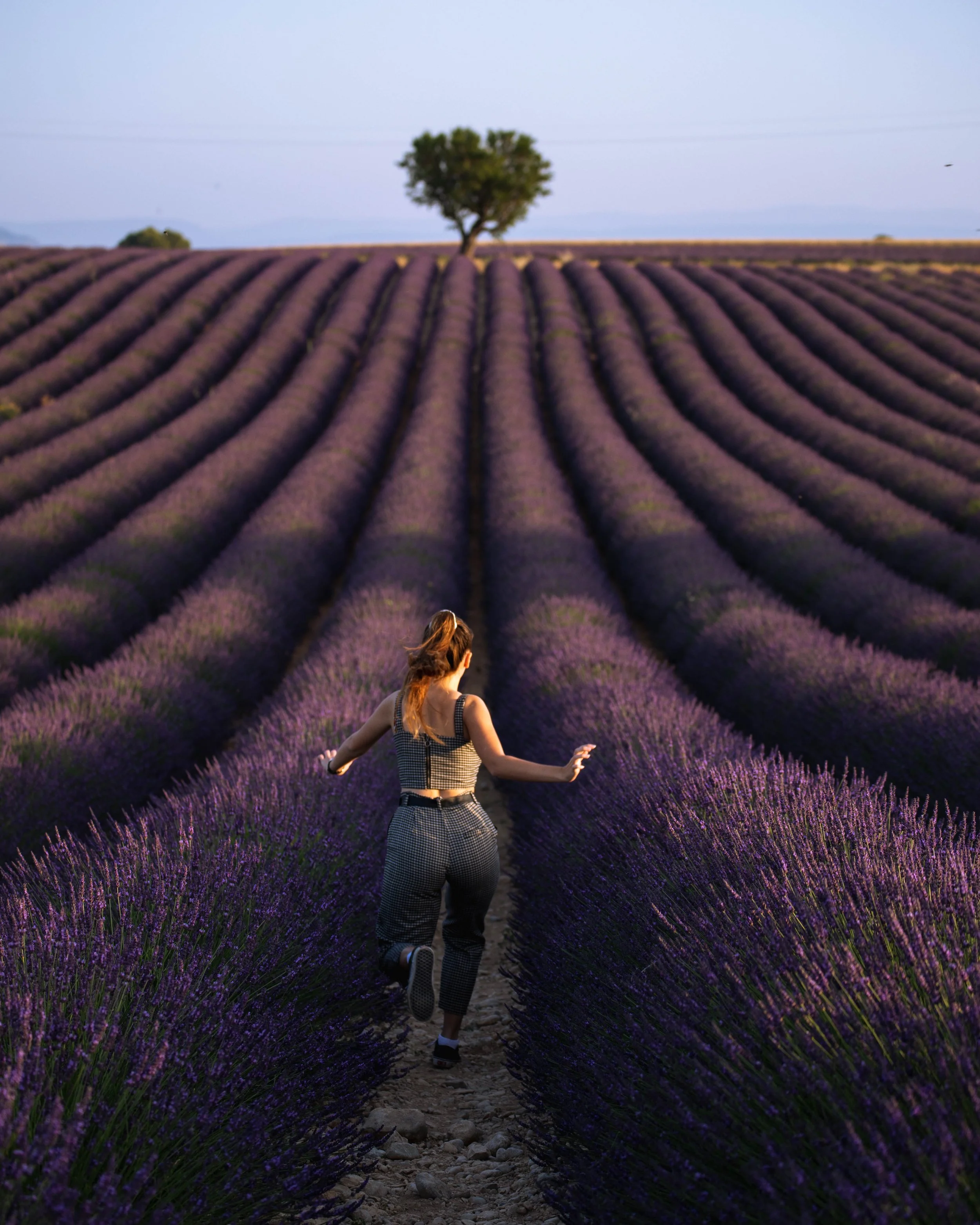 A woman running through a lavender field with rows of purple lavender flowers and a tree in the background.