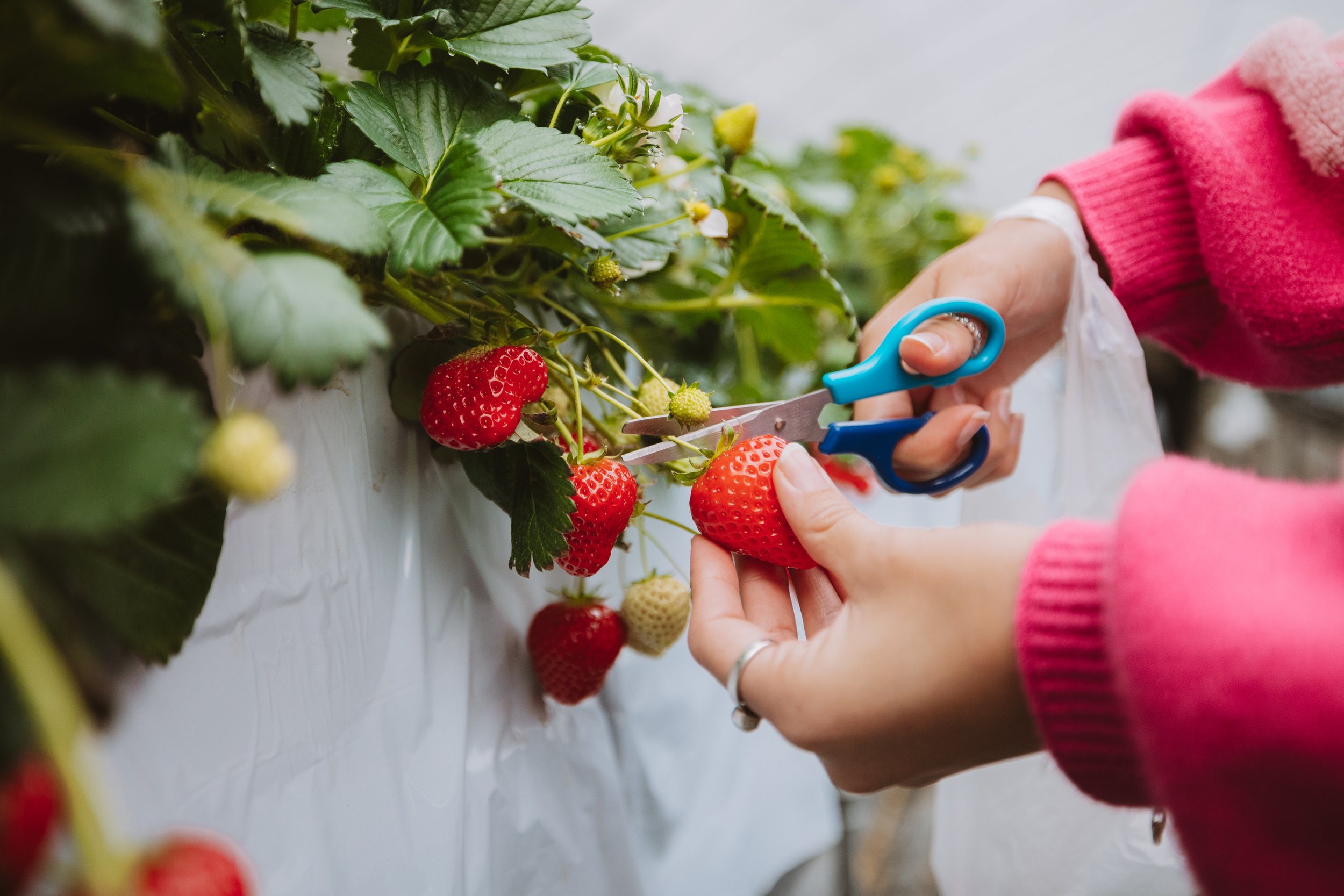 Klook - strawberry farm-15.jpg