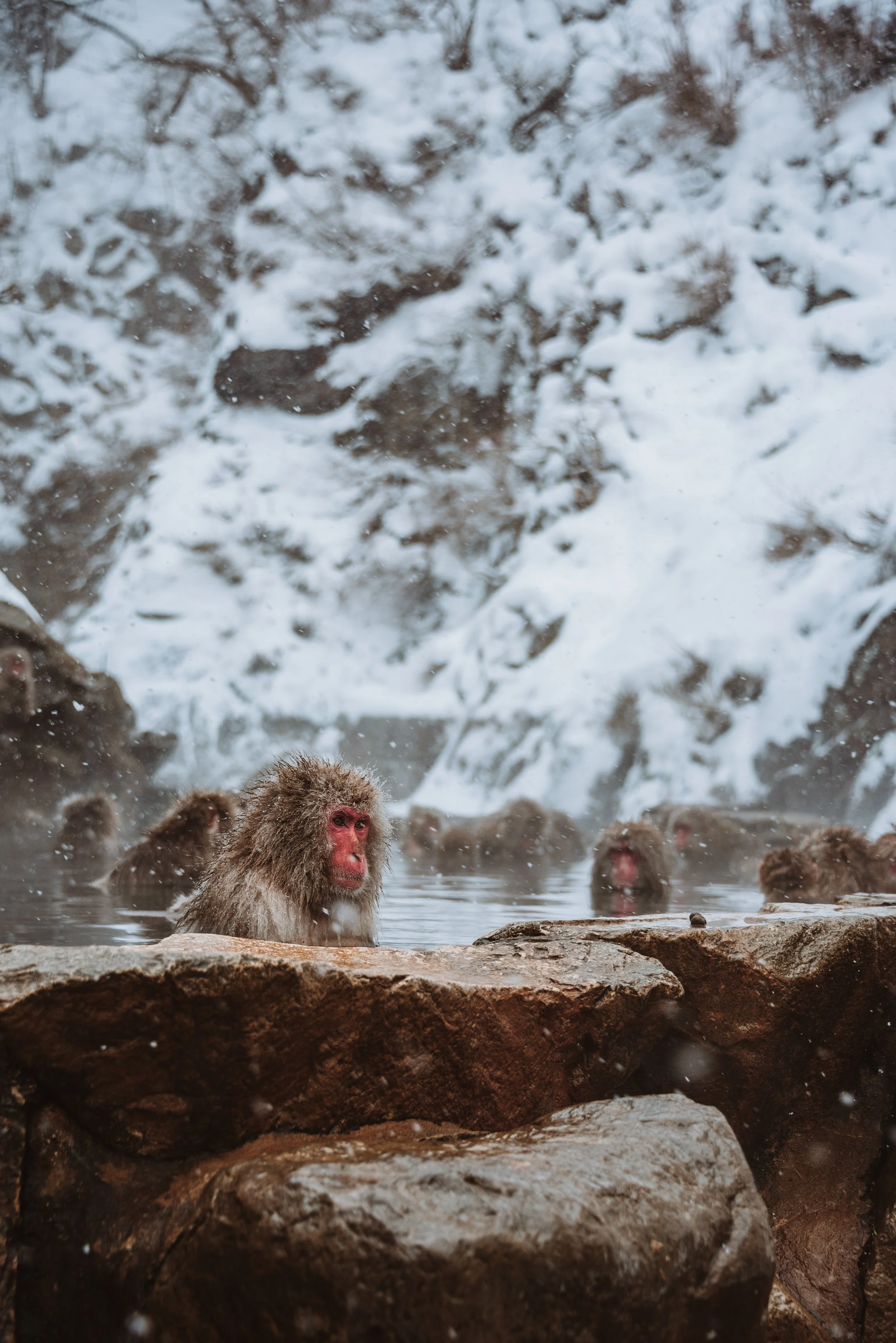 Japanese macaques, or snow monkeys, bathing in hot spring surrounded by snow-covered rocks and trees.
