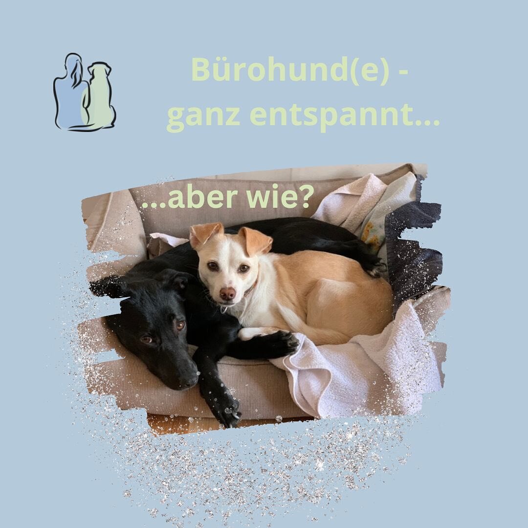 Entspannter Hund im B&uuml;ro - Aber wie geht das? 
✨
Aus eigener Erfahrung wei&szlig; ich sehr gut, wie sch&ouml;n es f&uuml;r mich war, den eigenen Hund mit zur Arbeit nehmen zu d&uuml;rfen. Aber egal, ob du ein eigenes B&uuml;ro hast oder du dein 