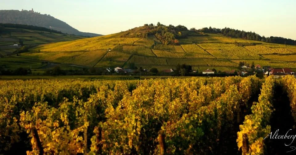 Vinsmaking med Gustave Lorentz