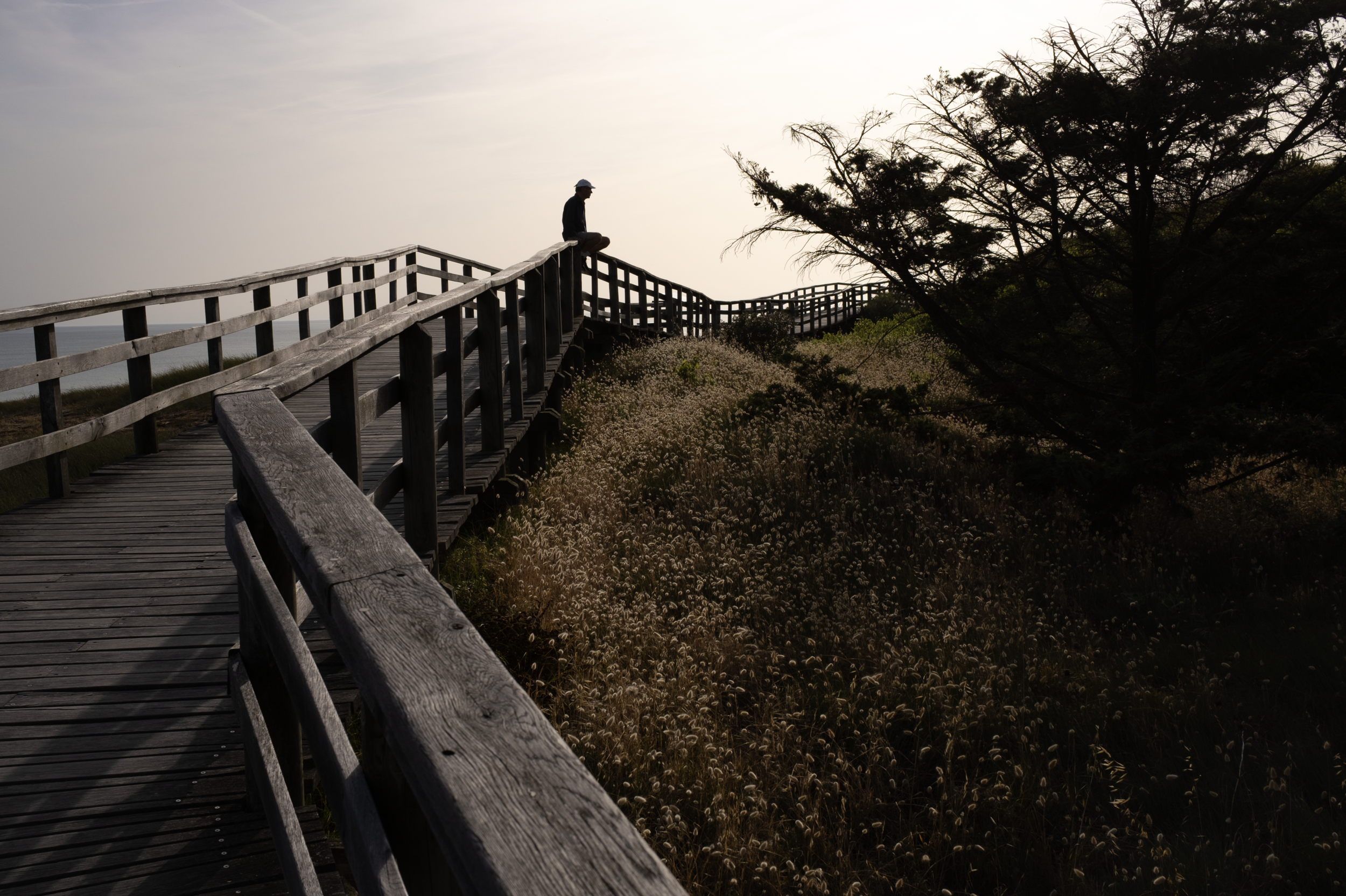 Silhouette on fence.png