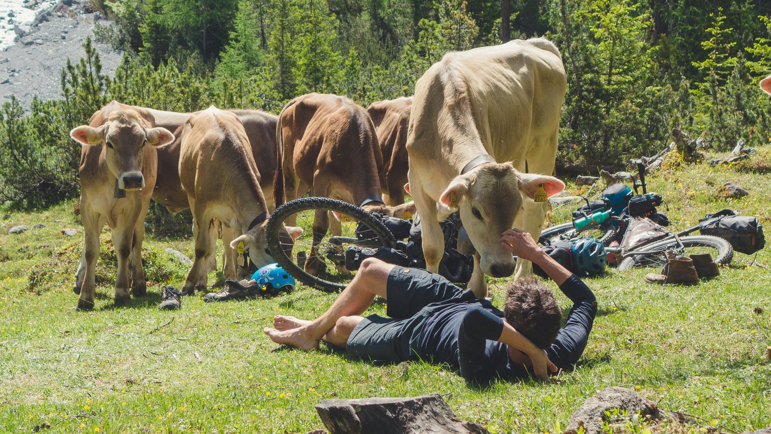 Ein Mann liegt entspannt auf der Wiese, umgeben von Kühen, mit Fahrrad und anderen Utensilien im Hintergrund, in einer Waldlandschaft.