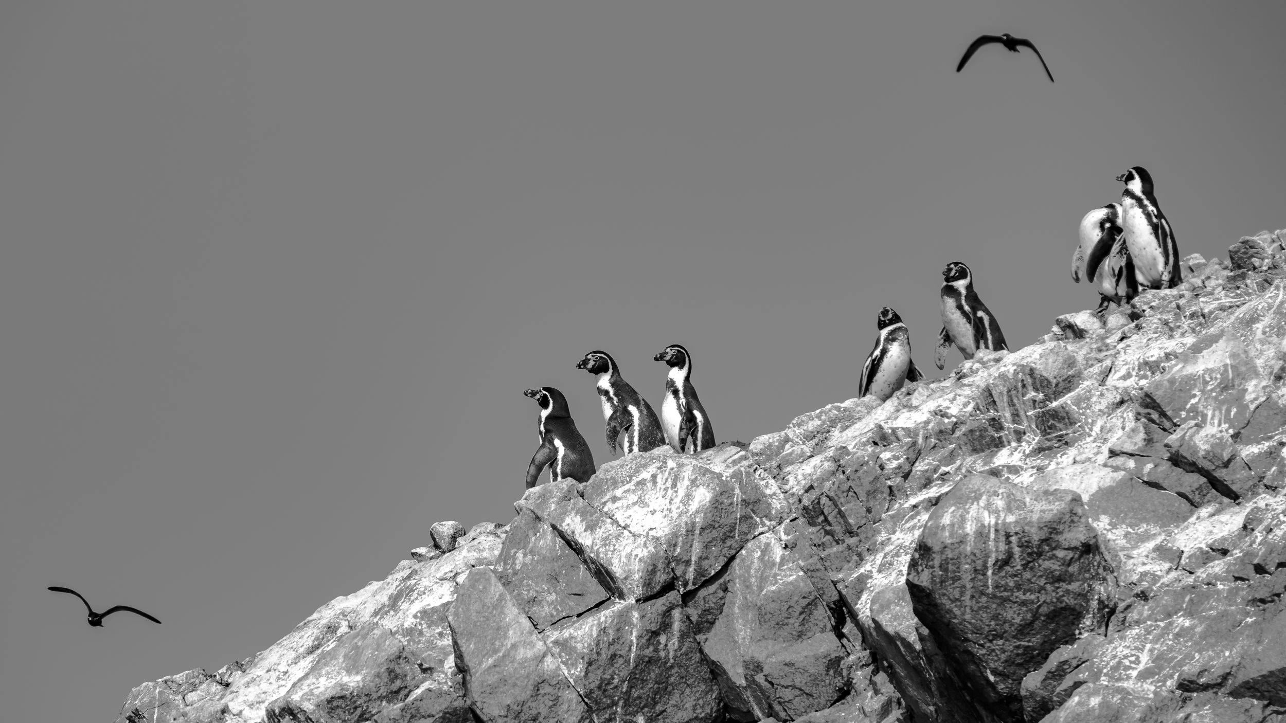 Penguins of Peru