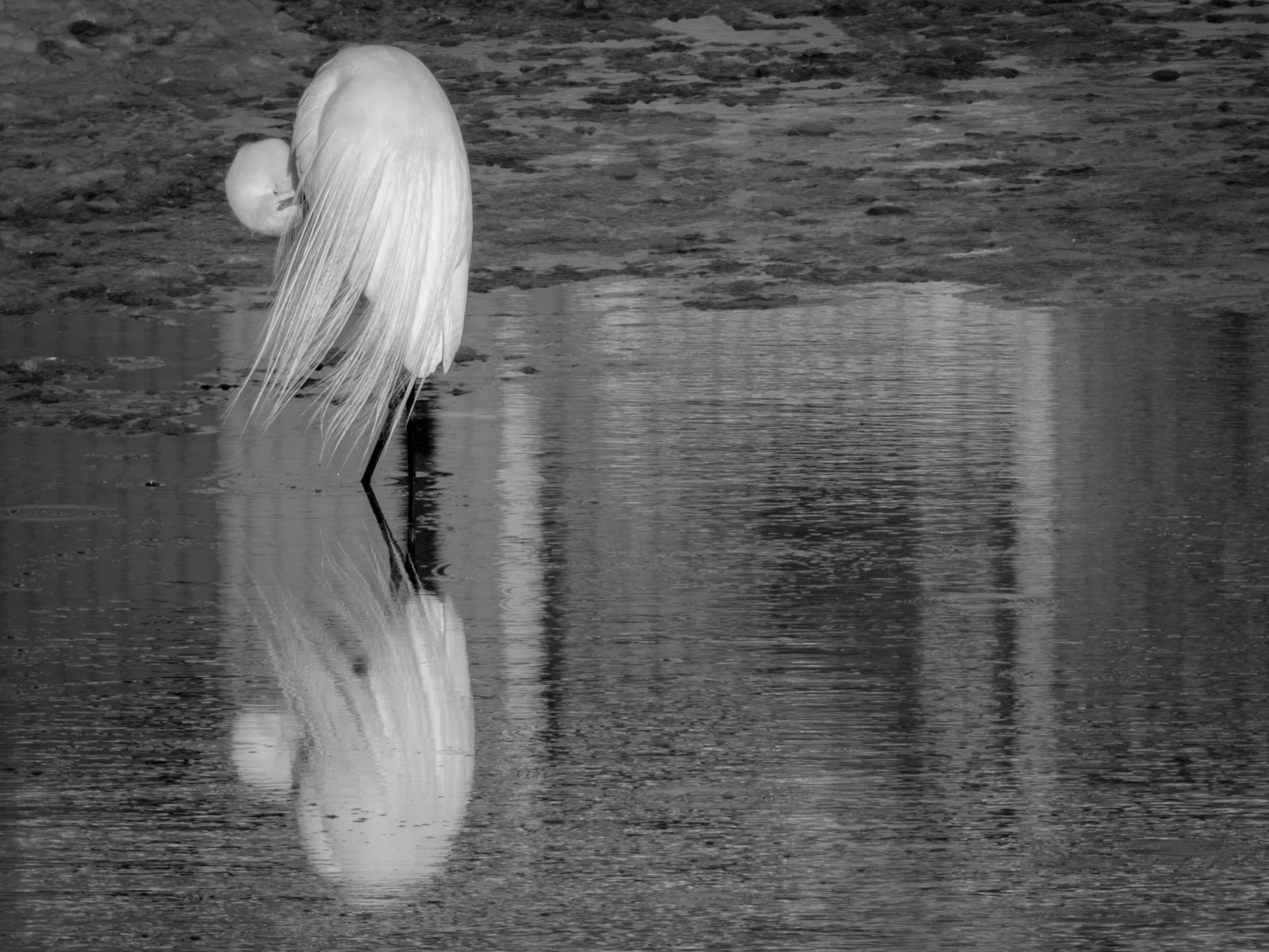 Egret Preening