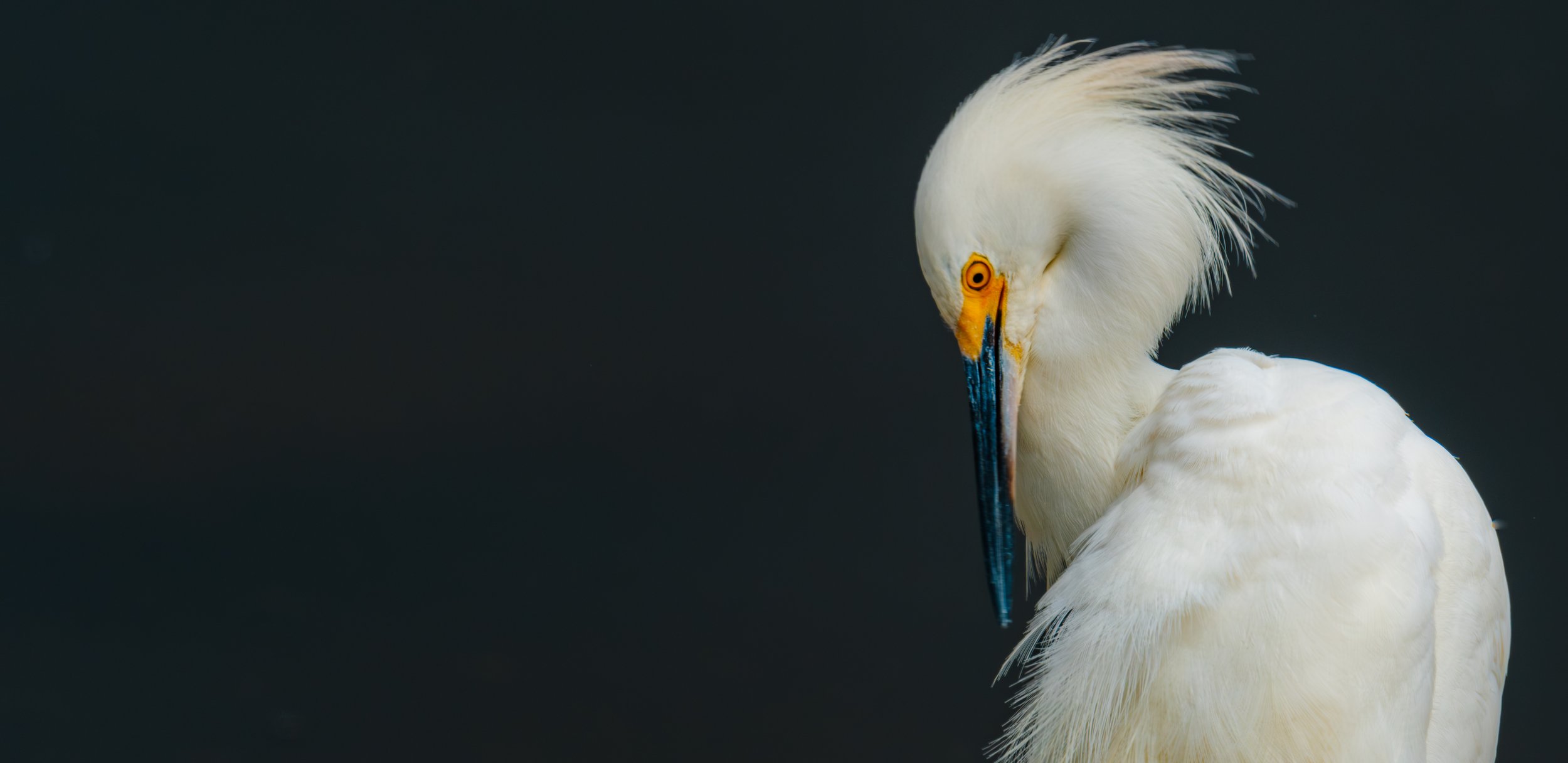 Great Egret