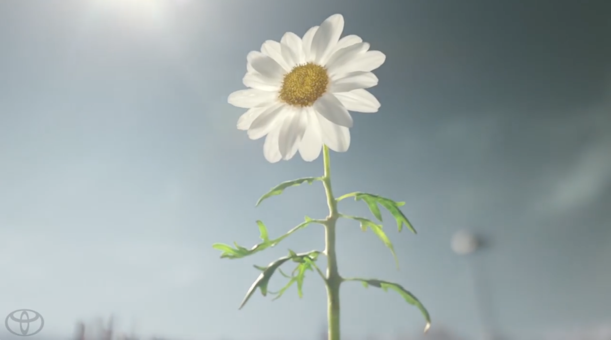 Toyota  "Daisy"