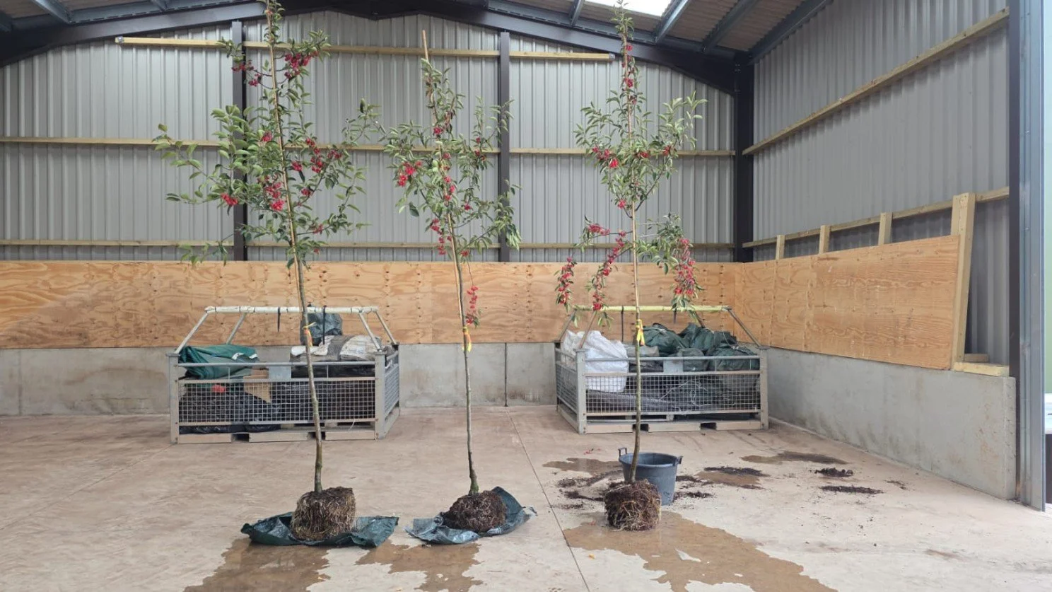 TreePlanta Container Trial with Wyevale Nurseries
