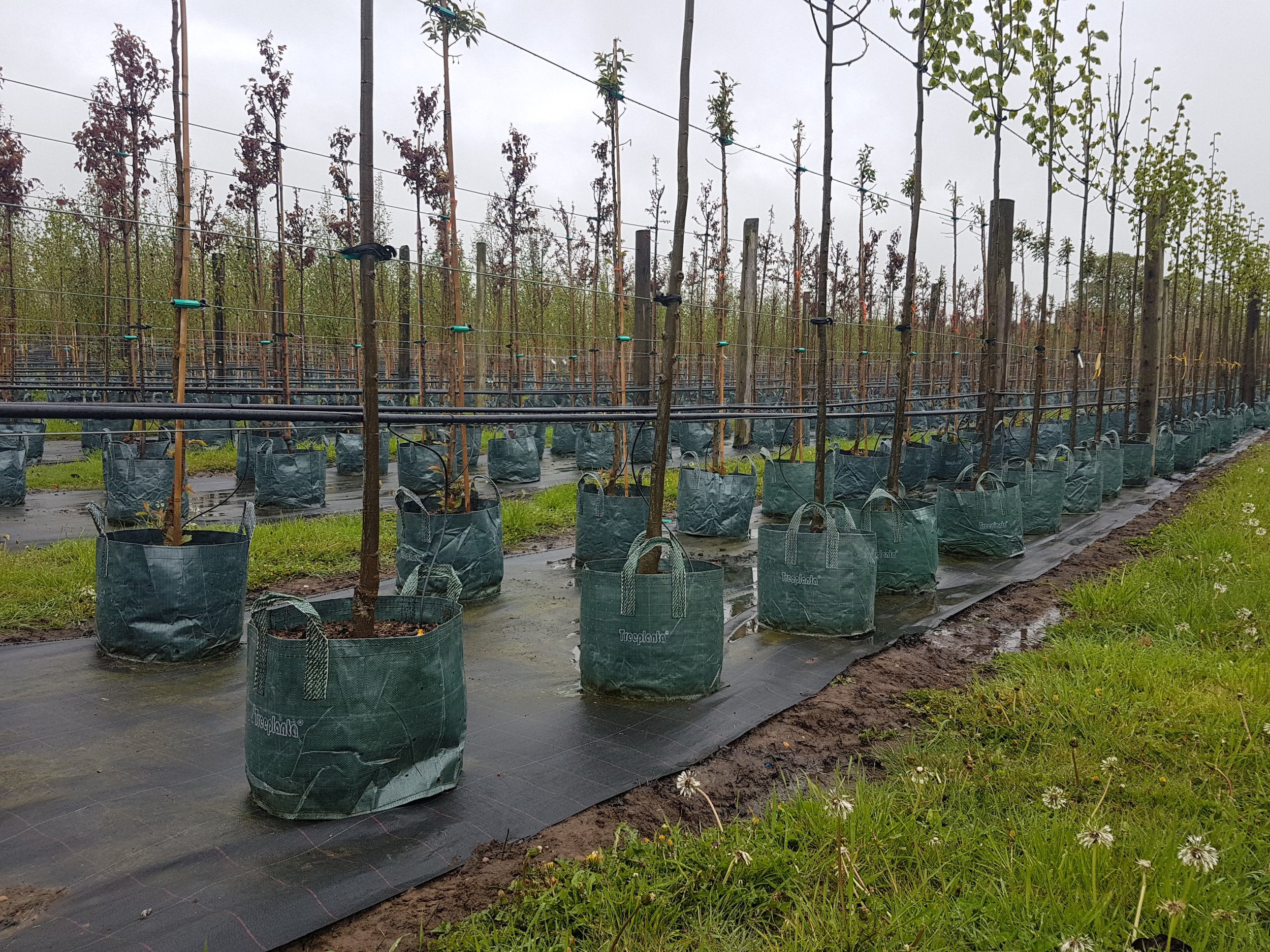 TDI's Plant Bags: Grow Healthier Trees for Less