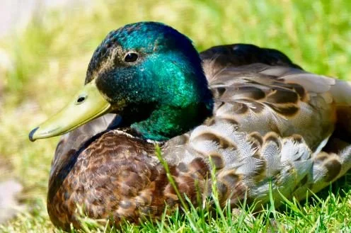 Mallard.png