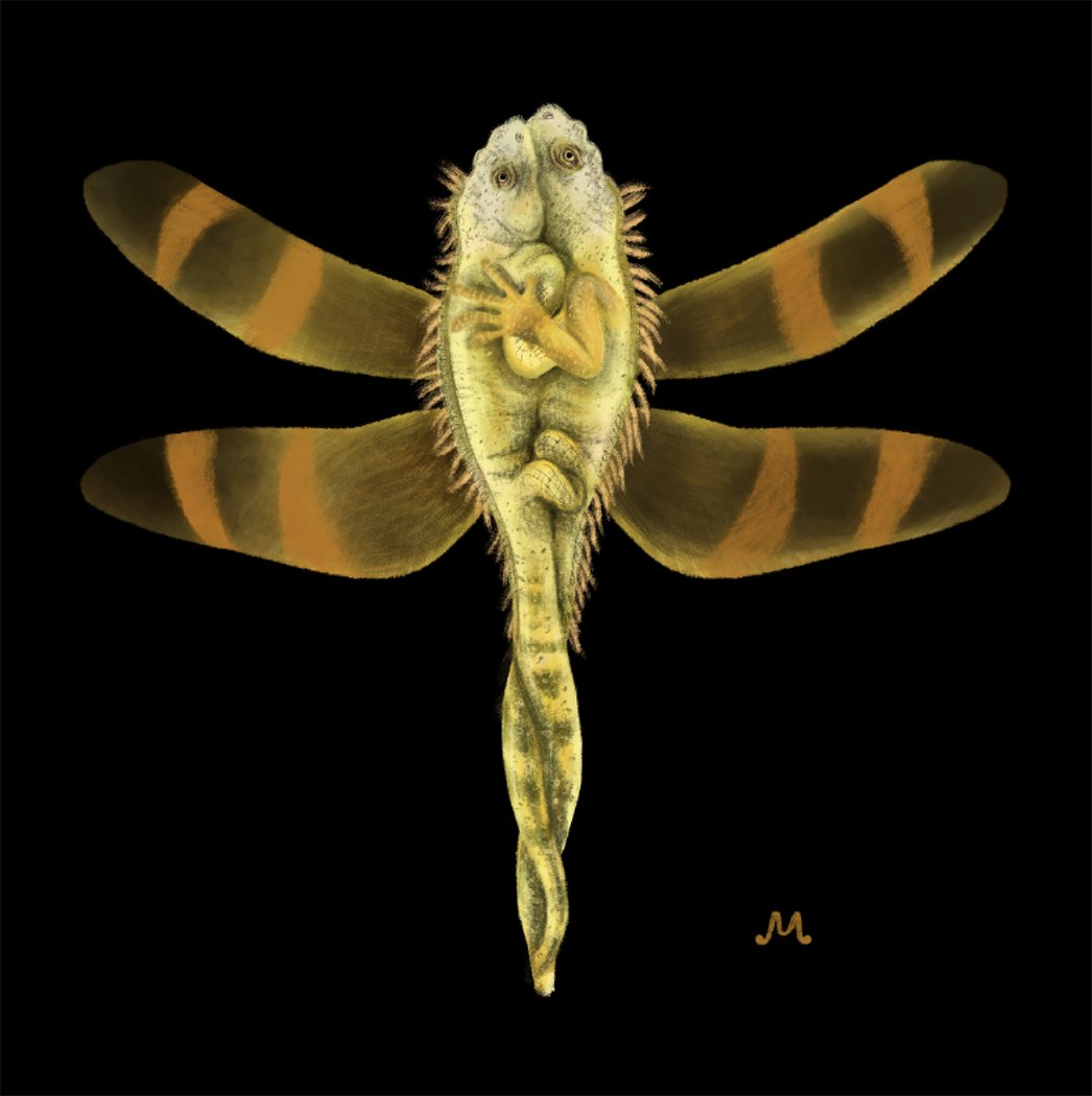 5 Iguana Dragonfly.jpg