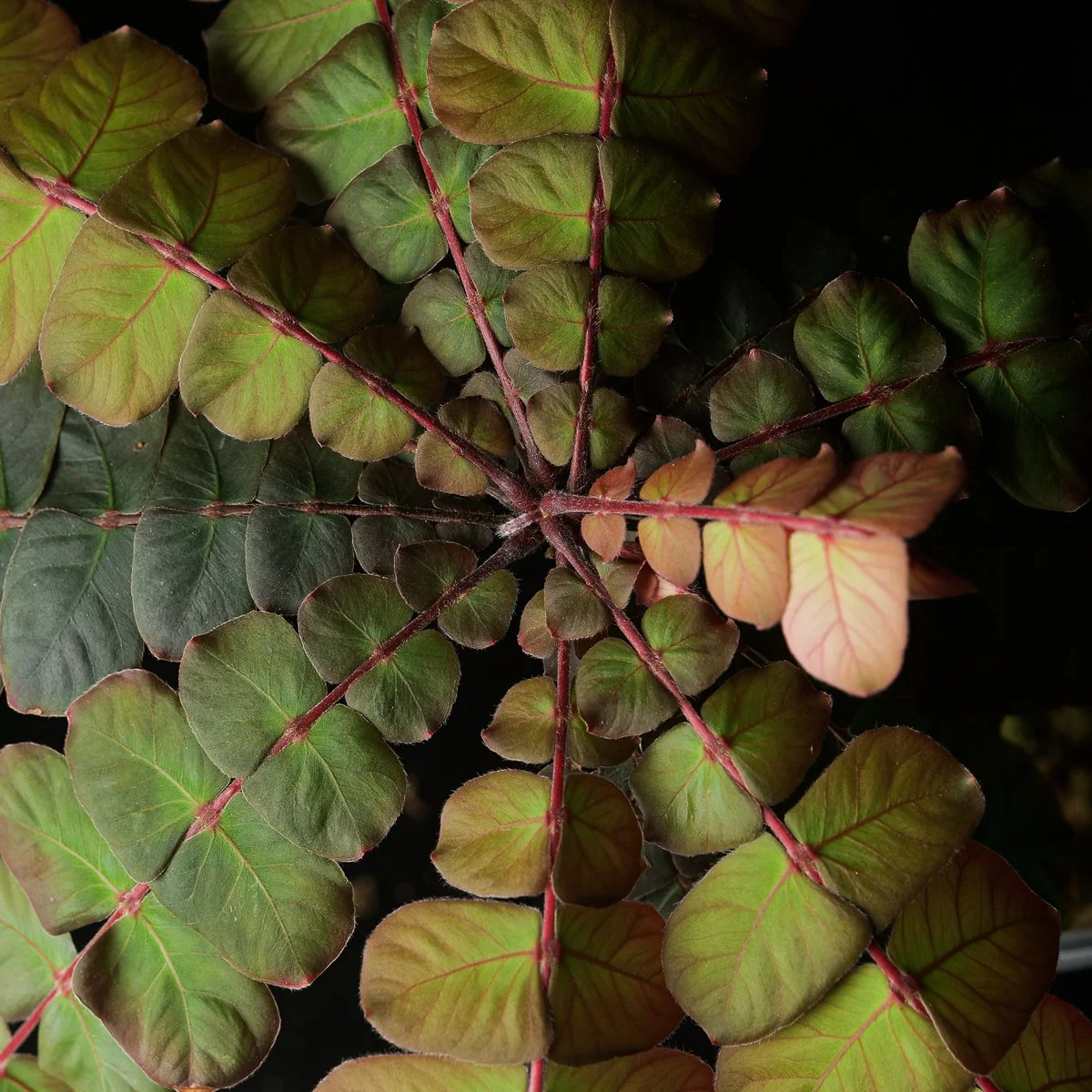 Copy of Copy of growtropicals-13.jpg