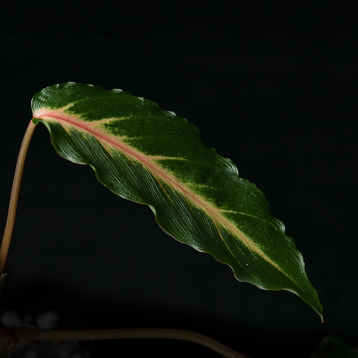 Copy of Copy of growtropicals-3.jpg