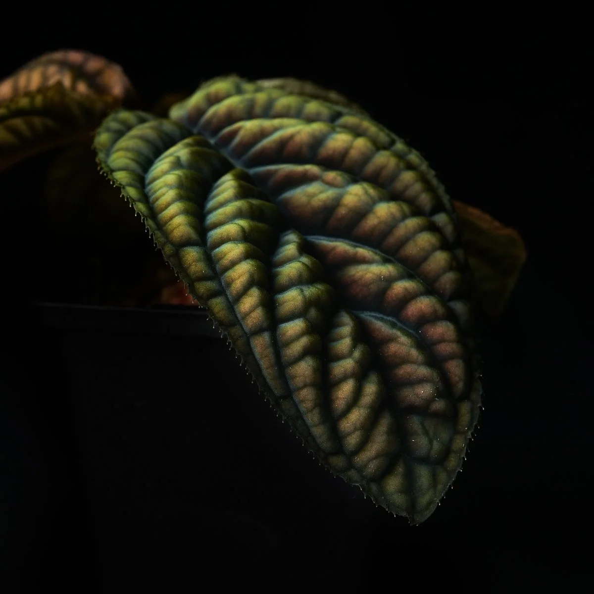 Copy of Copy of growtropicals-6.jpg