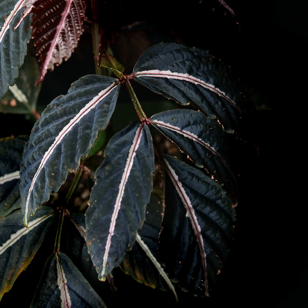 Copy of Copy of growtropicals-12.jpg