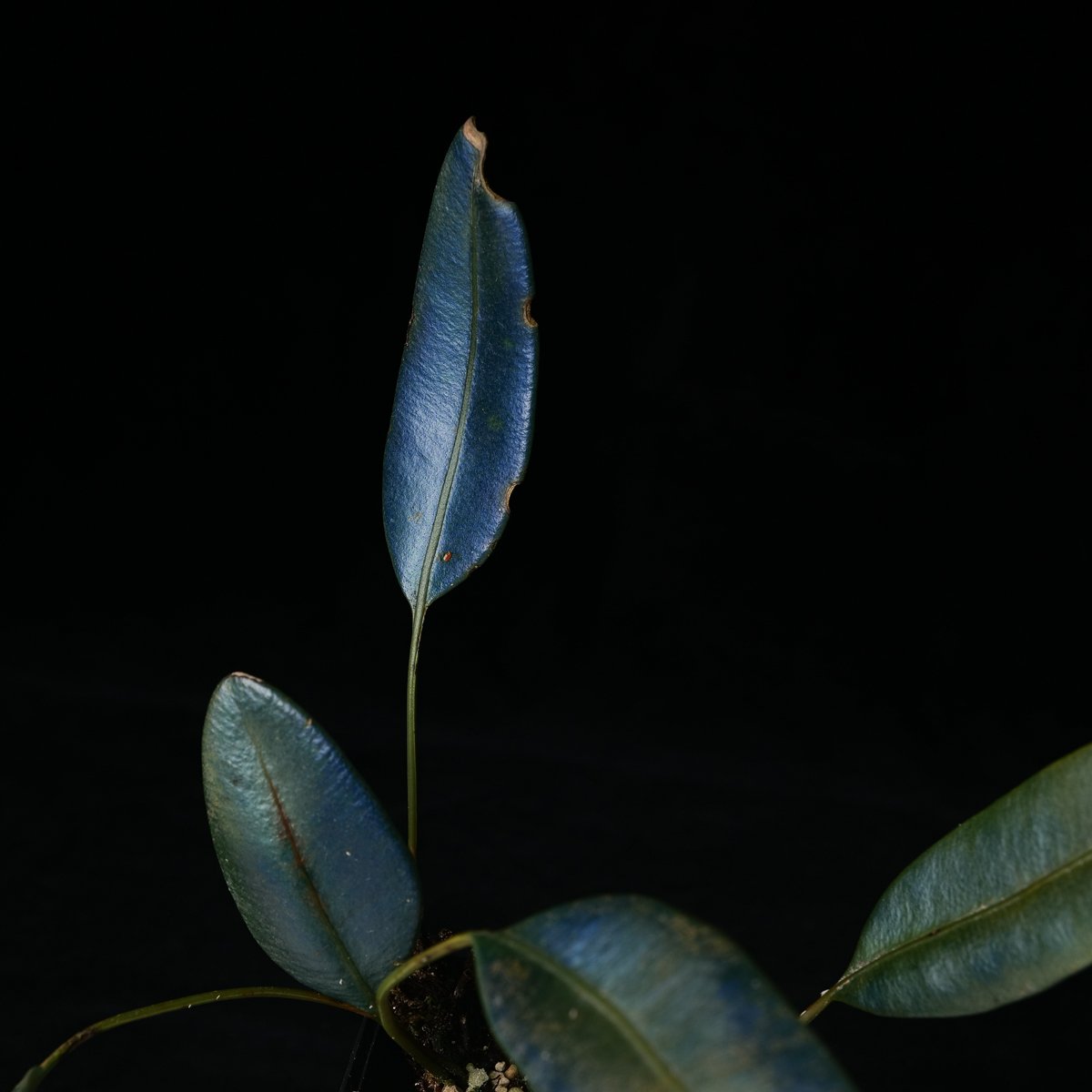 Copy of Copy of growtropicals-5.jpg