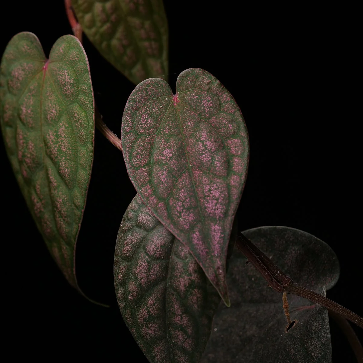 Copy of Copy of growtropicals-7.jpg