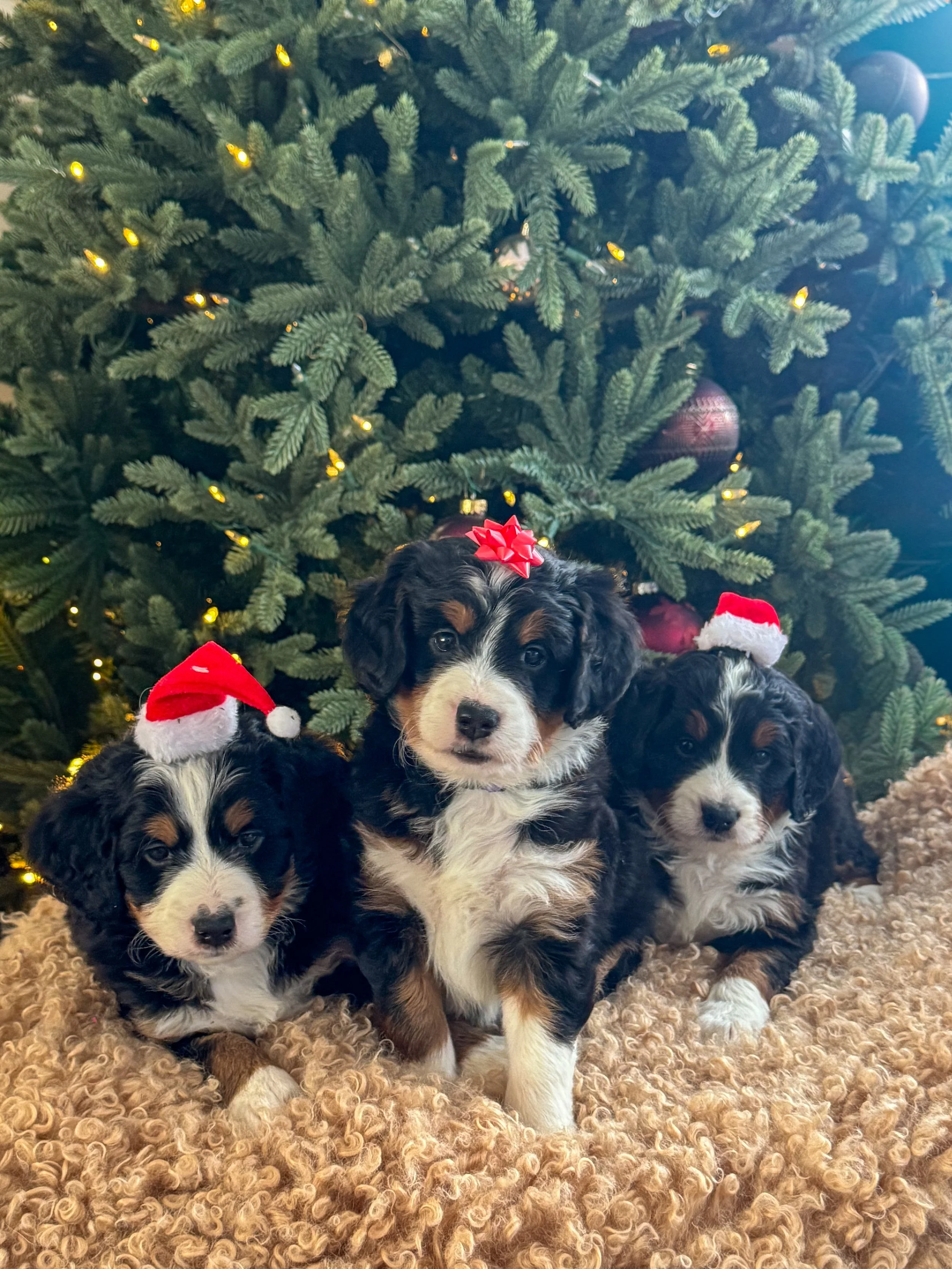 TEMPERMENT OVER TRENDS