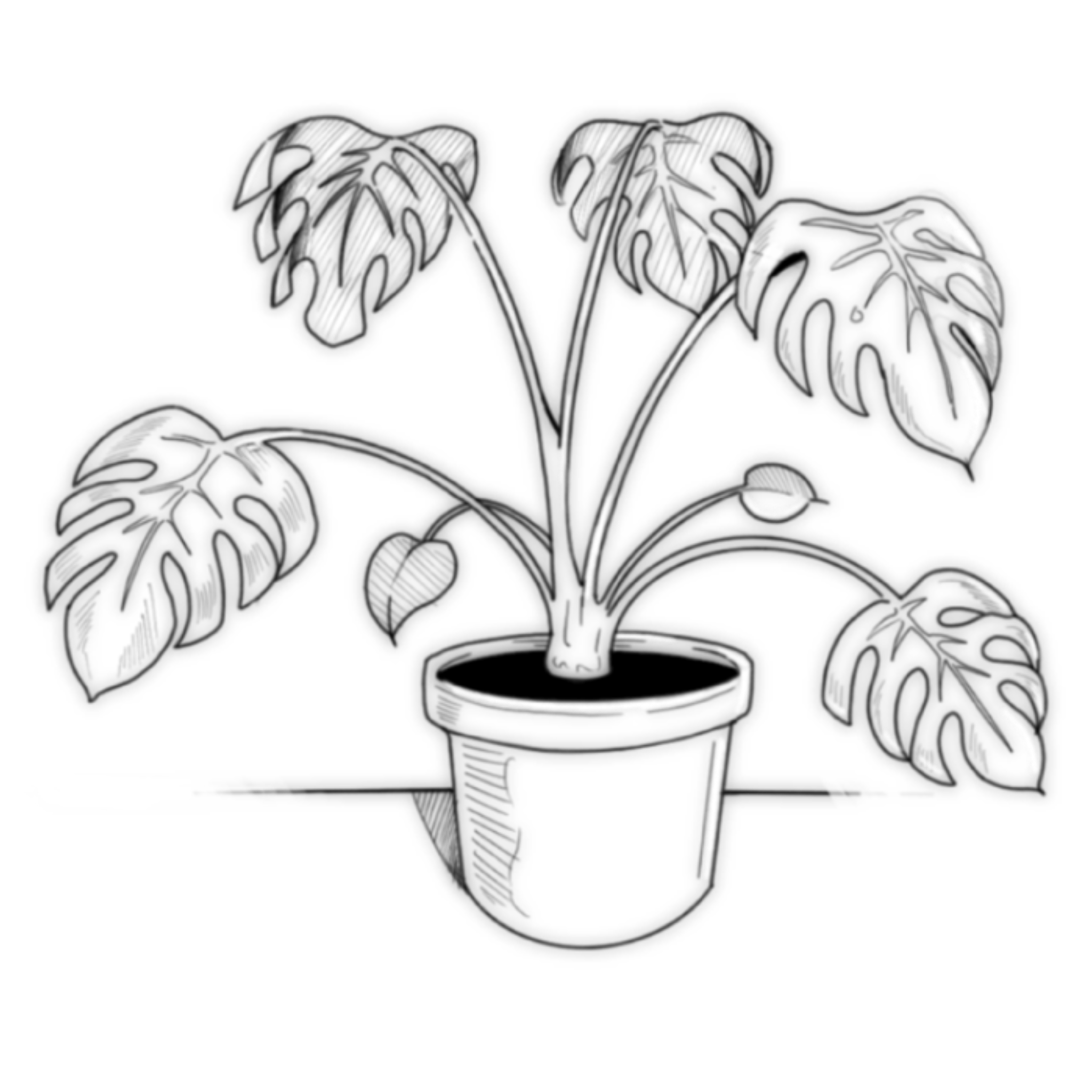 Line Art, Black and White, Monstera, Plant Illustration - by artist SOFTBOY