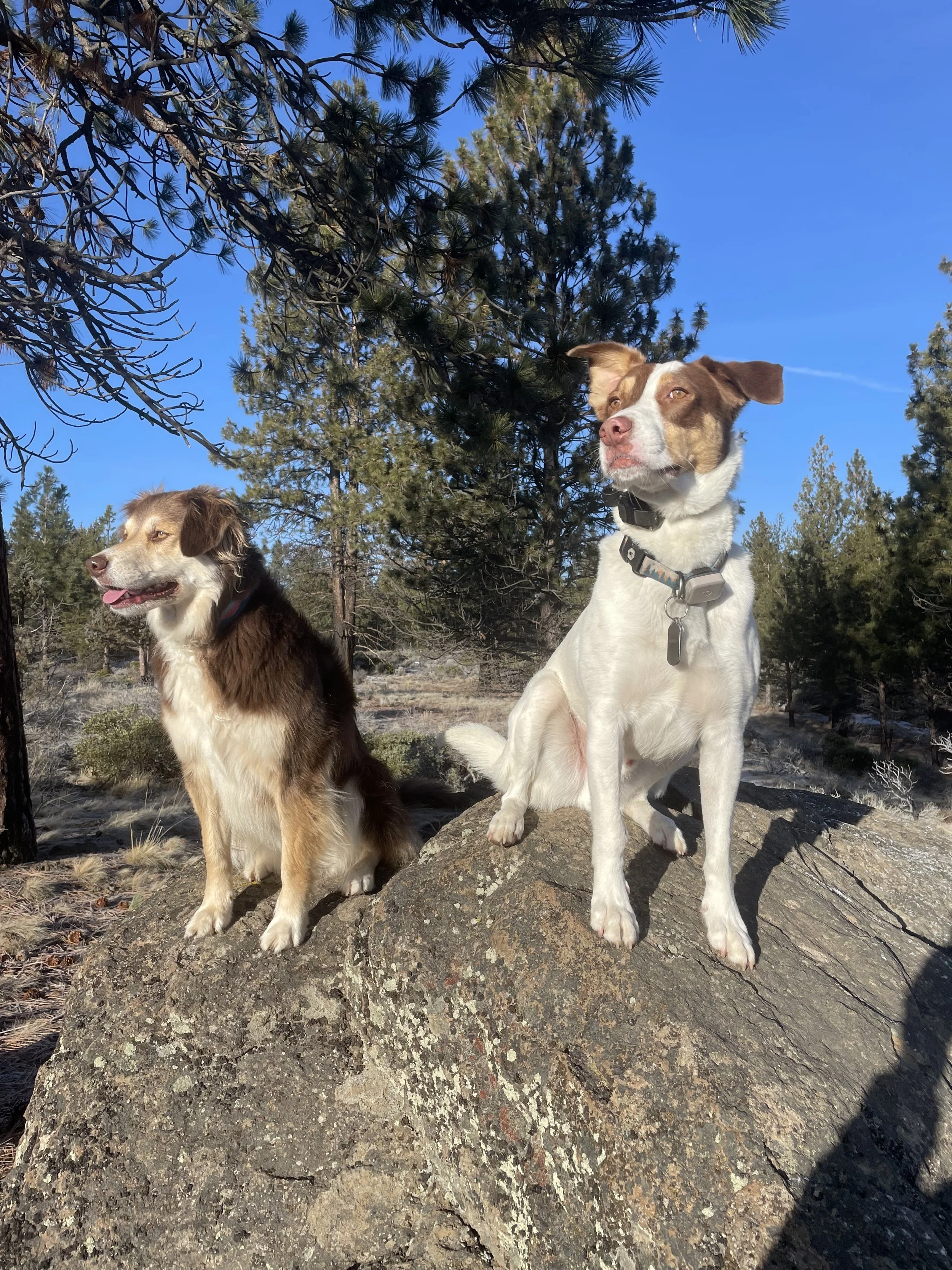 Off Leash Hikes — LuckyDogAdventures