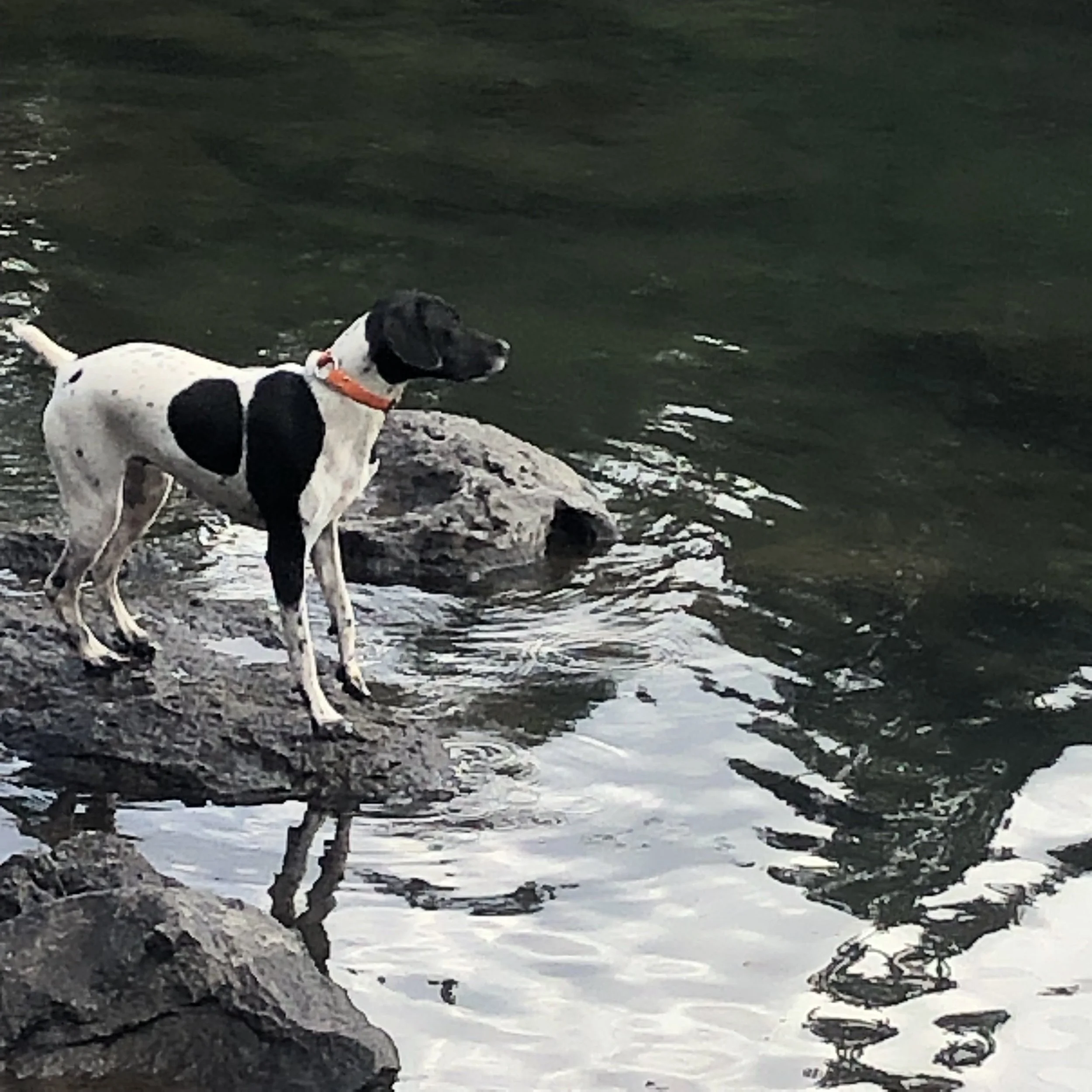 Off Leash Hikes — LuckyDogAdventures