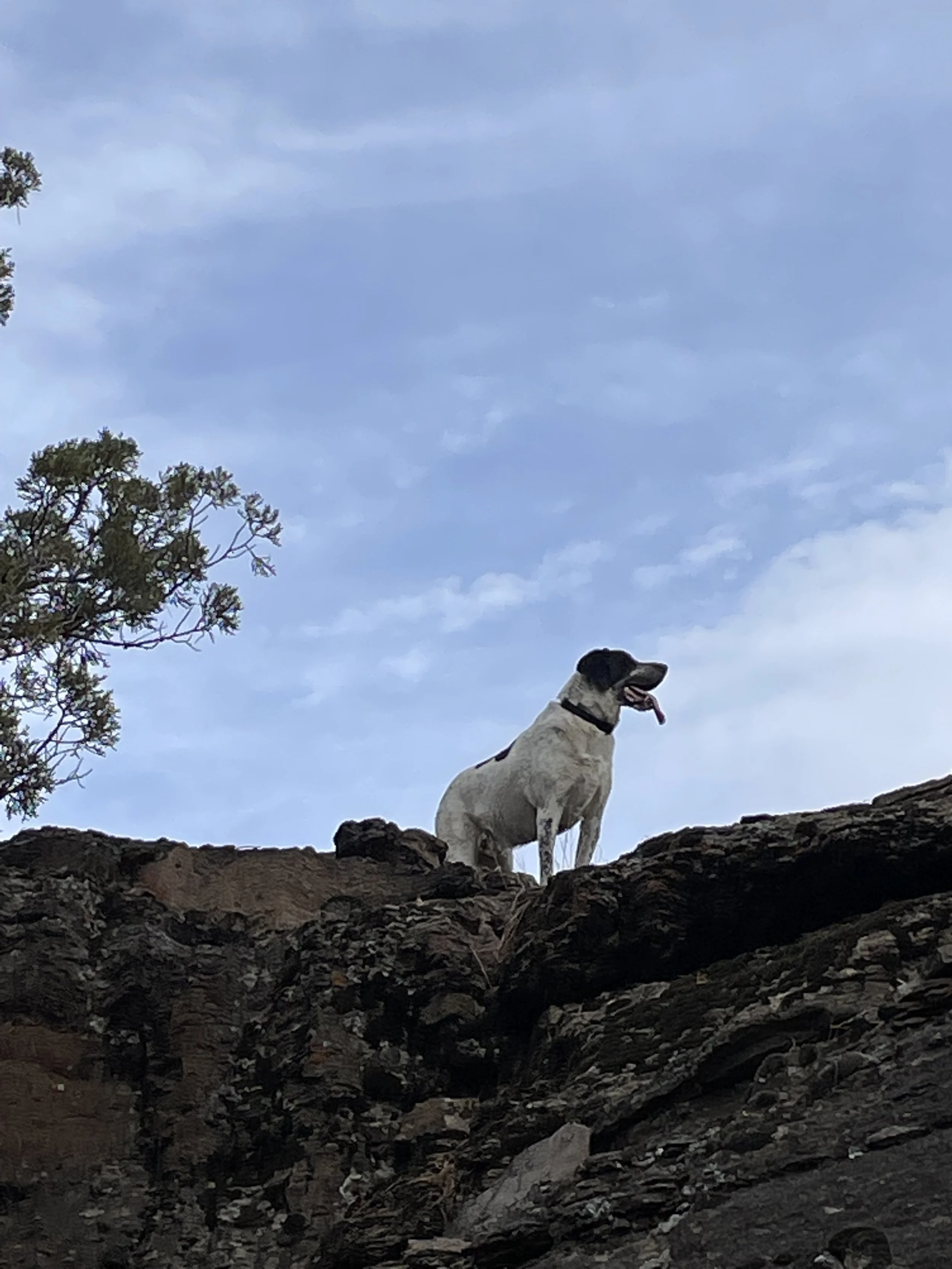 Off Leash Hikes — LuckyDogAdventures