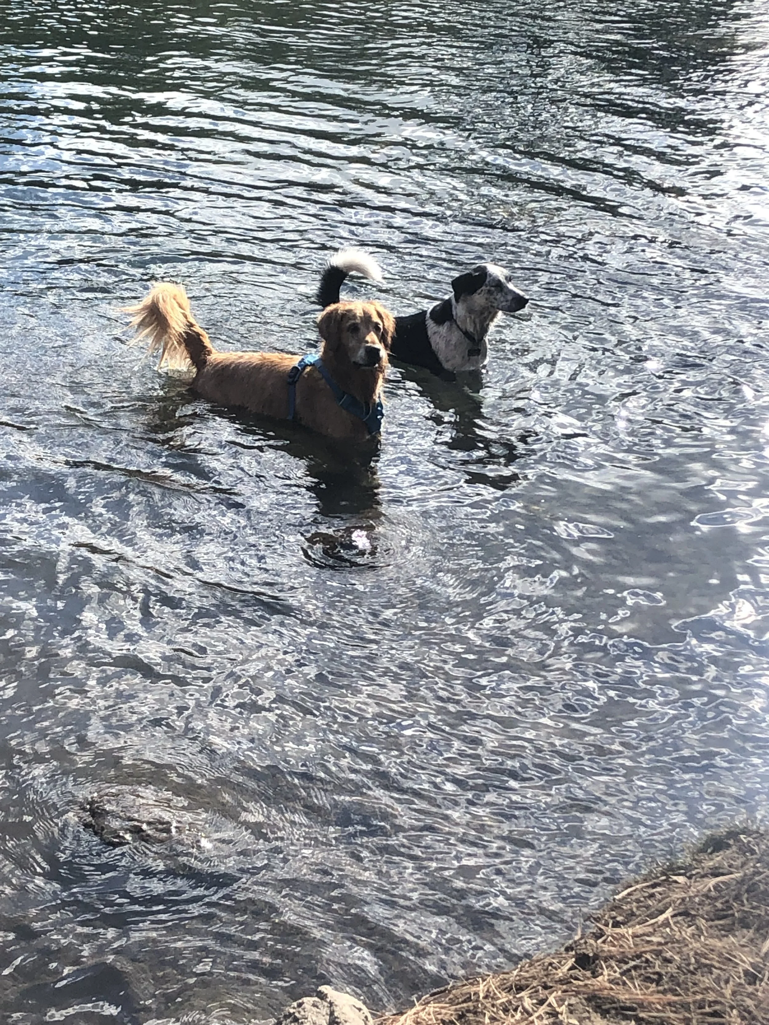 Off Leash Hikes — LuckyDogAdventures