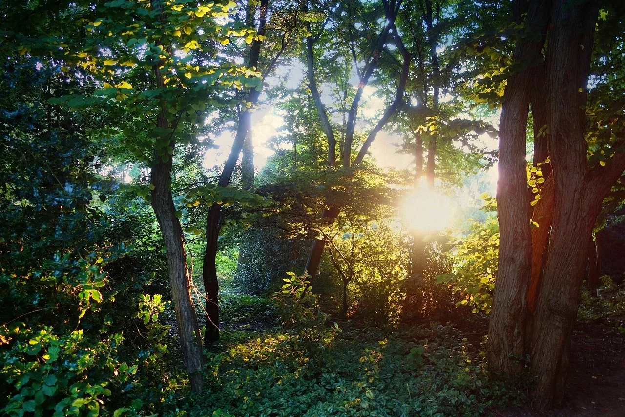 Sunlight shining through a dense green forest with tall trees and lush foliage.