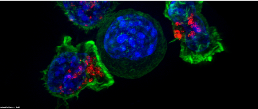 Fluorescence microscopy image of cells