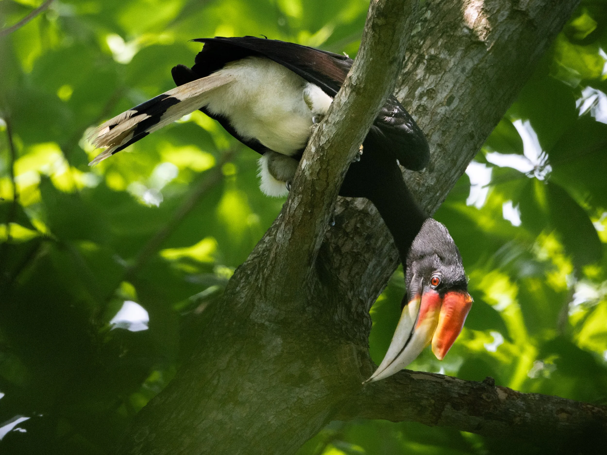 Rhinoceros hornbill.jpg