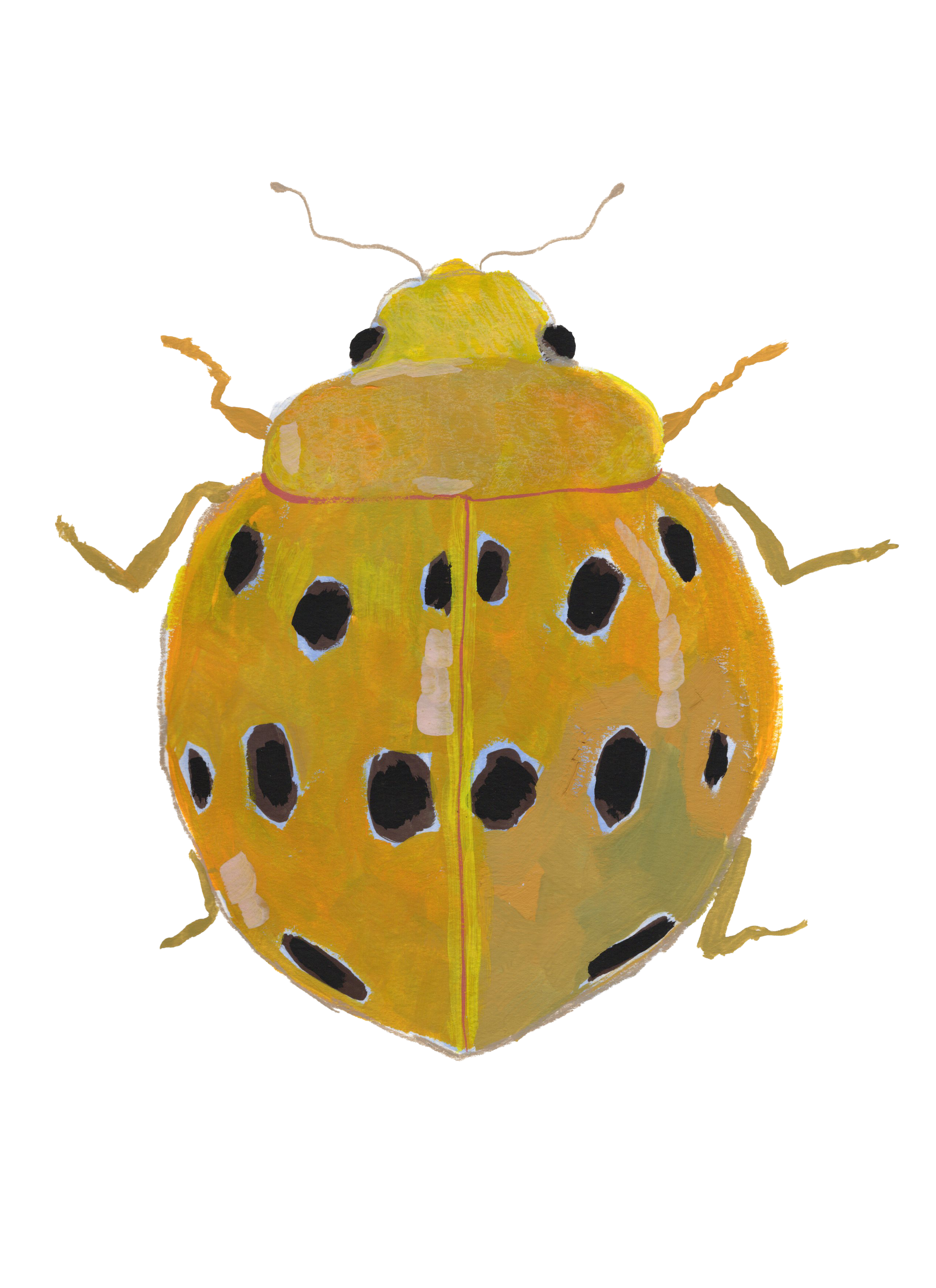 beetleprint2.png