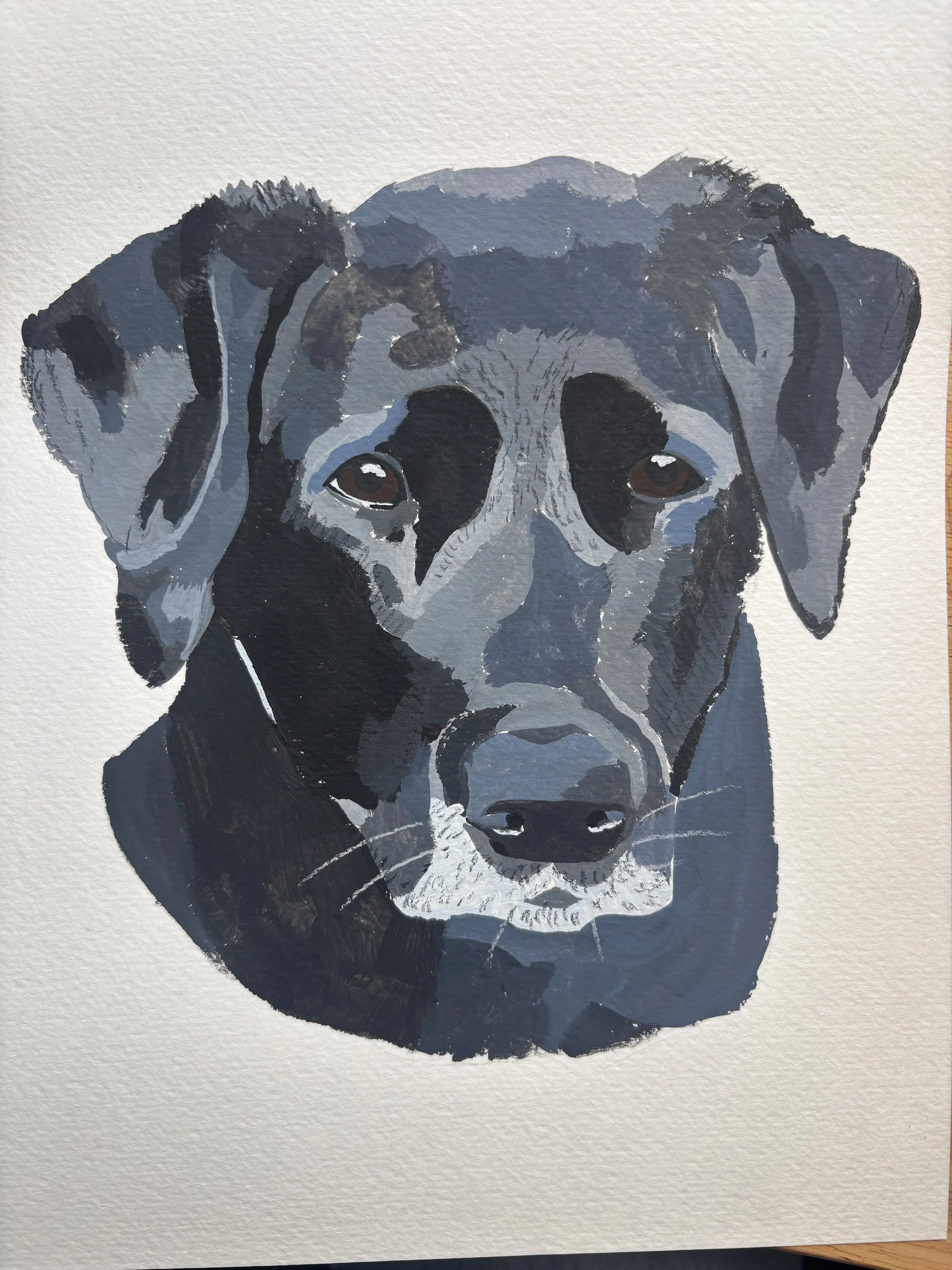 Painting of a black Labrador Retriever in an impressionistic style using gouache paint and colored pencils on cold press watercolor paper.