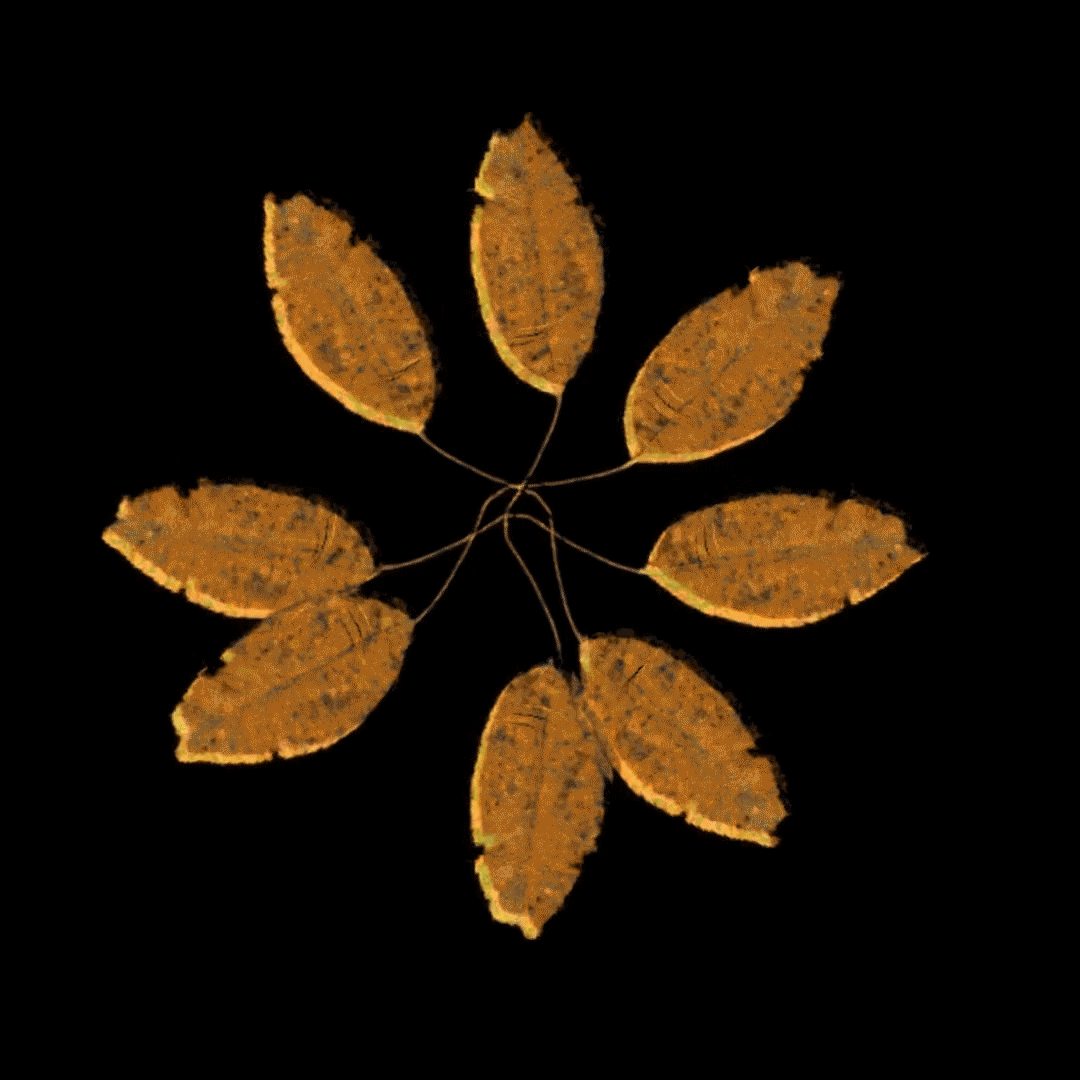 Leafforicon.gif
