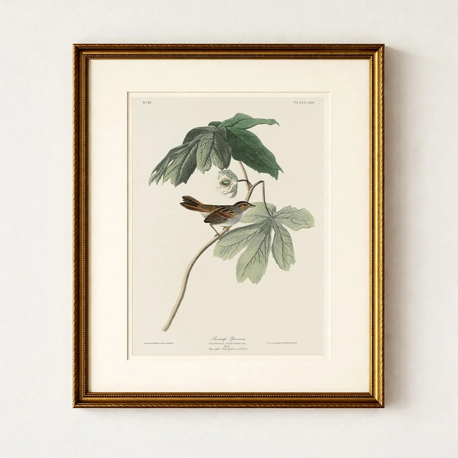 amy-warr-vintage-bird-framed-prints.jpg