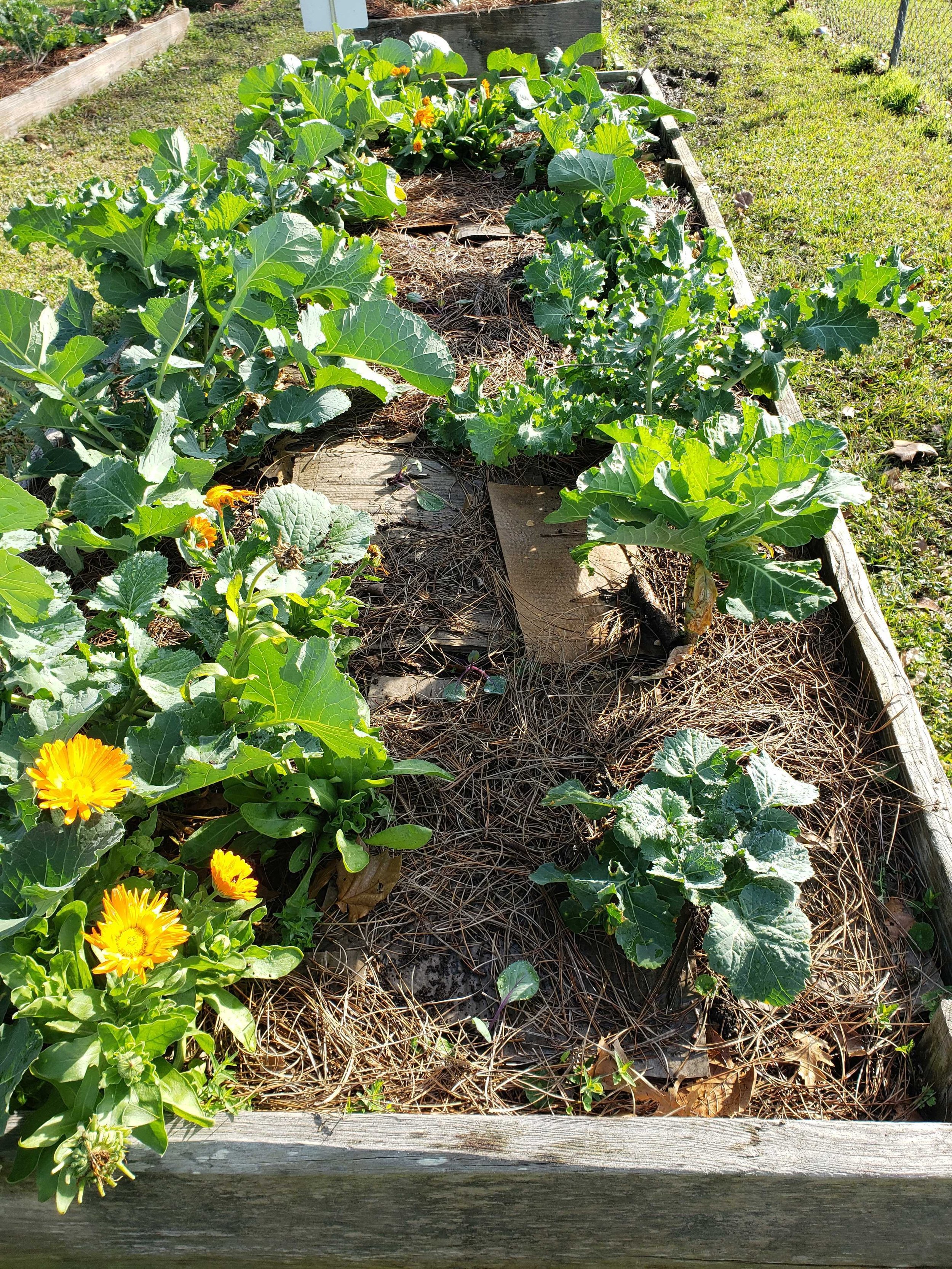 Community Gardens — Baton Rouge Garden Alliance