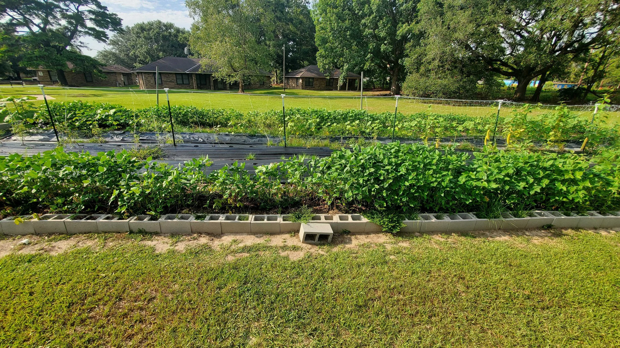 Clarksdale Community Garden — Baton Rouge Garden Alliance