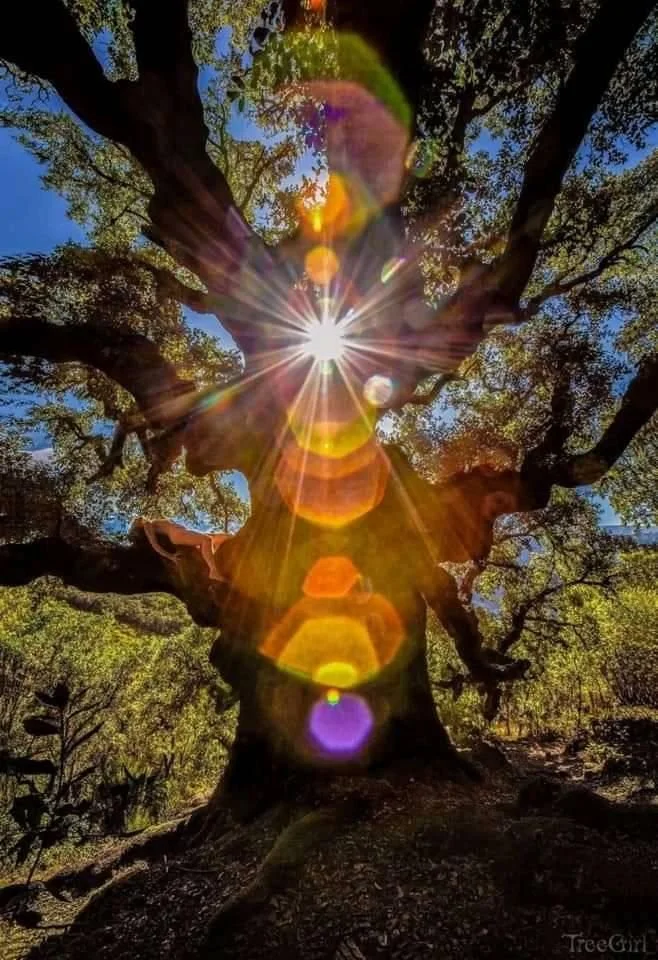 Chakra Reset Workshop 