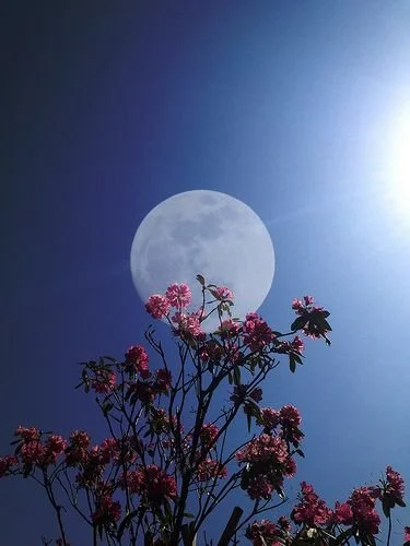 Flower Moon 