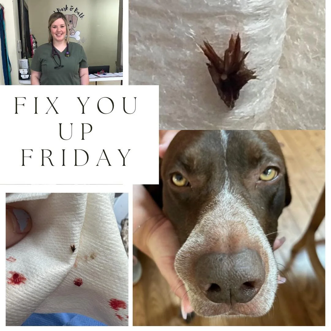 FIX YOU UP FRIDAY:
 Big Bump, Little Seed

This pupper came to us with a sudden swelling on his nose that kept getting larger and wouldn&rsquo;t go away with medication. After Dr. Wells noticed a small hole associated with the swelling, she sedated t