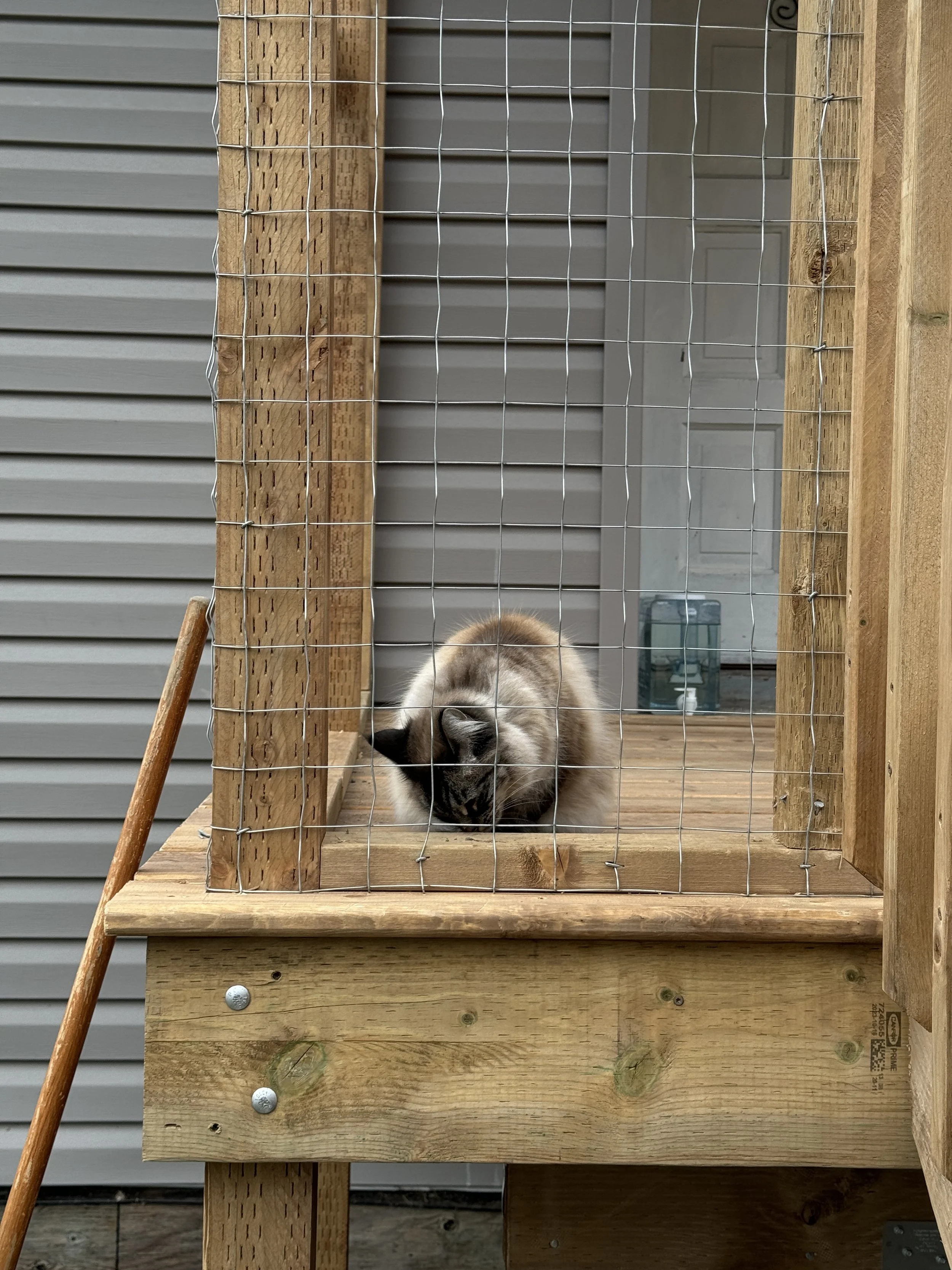 A cat inside a catio with a wire mesh front. The enclosure is on a wooden deck with a gray siding background.