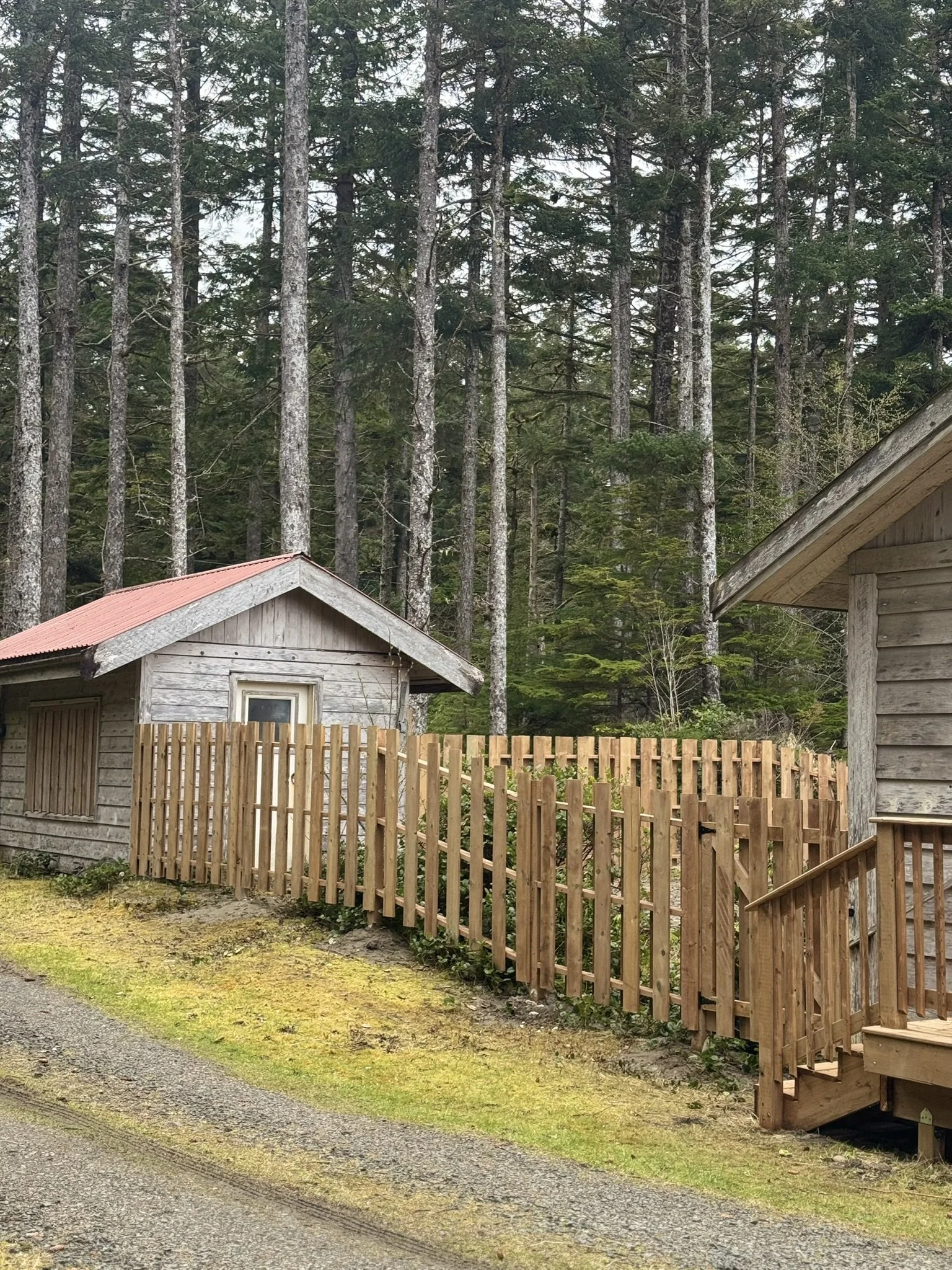 A rustic wooden yard with a new fence, small sheds, and tall pine trees in the background.