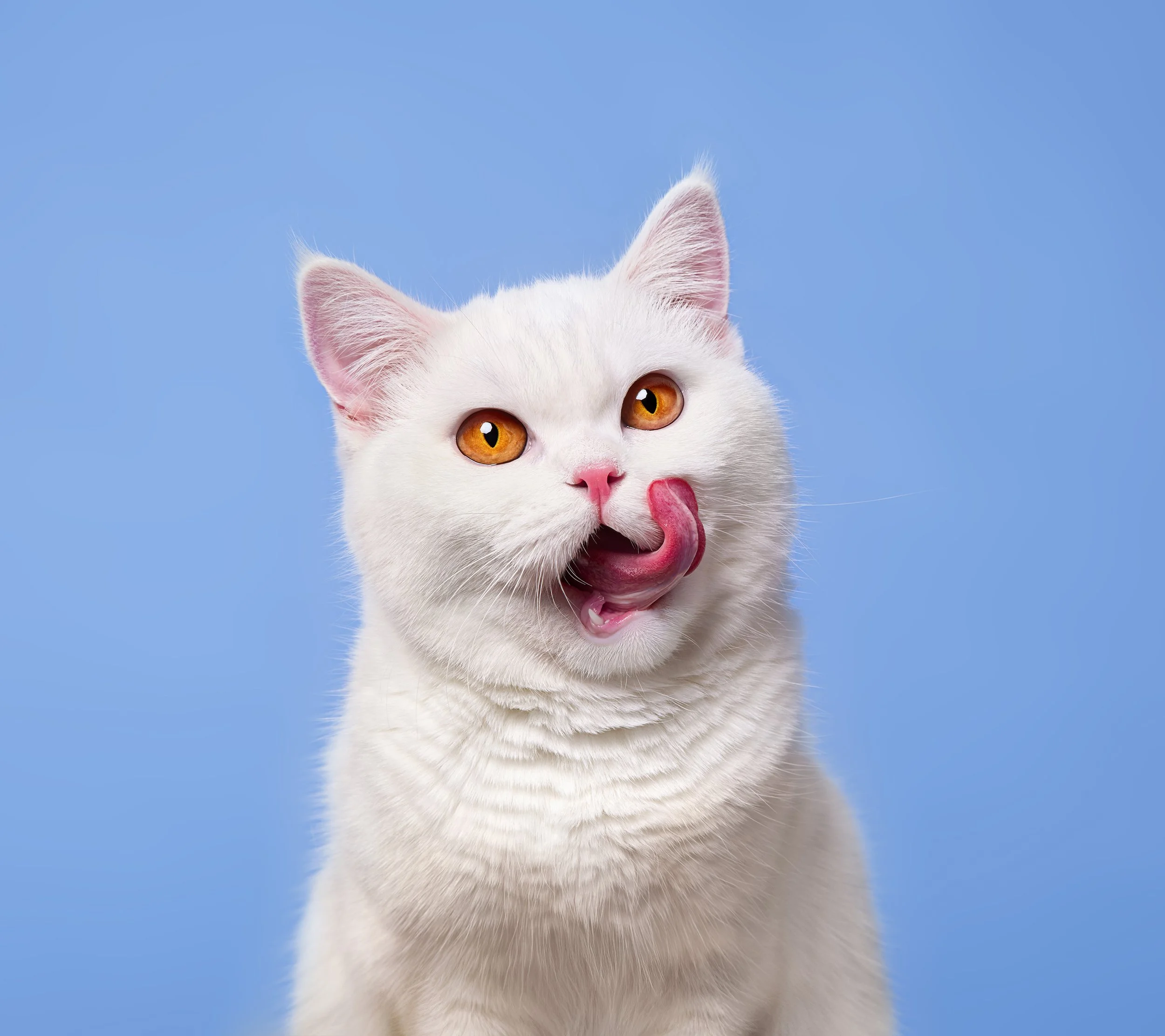 White cat with amber eyes licking its nose against a blue background.