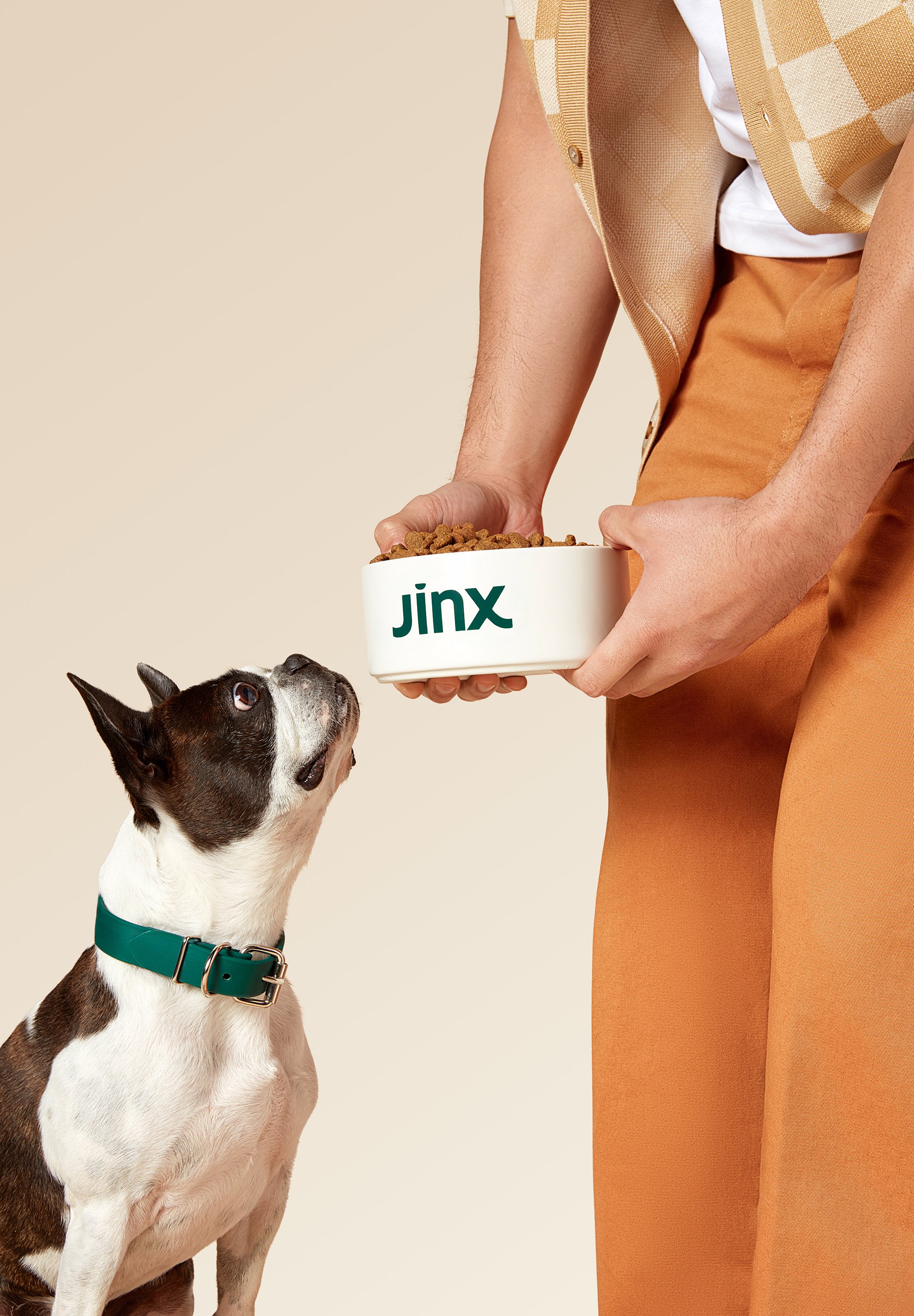 Person holding a dog food bowl labeled 'Jinx,' offering it to a Boston Terrier wearing a teal collar.