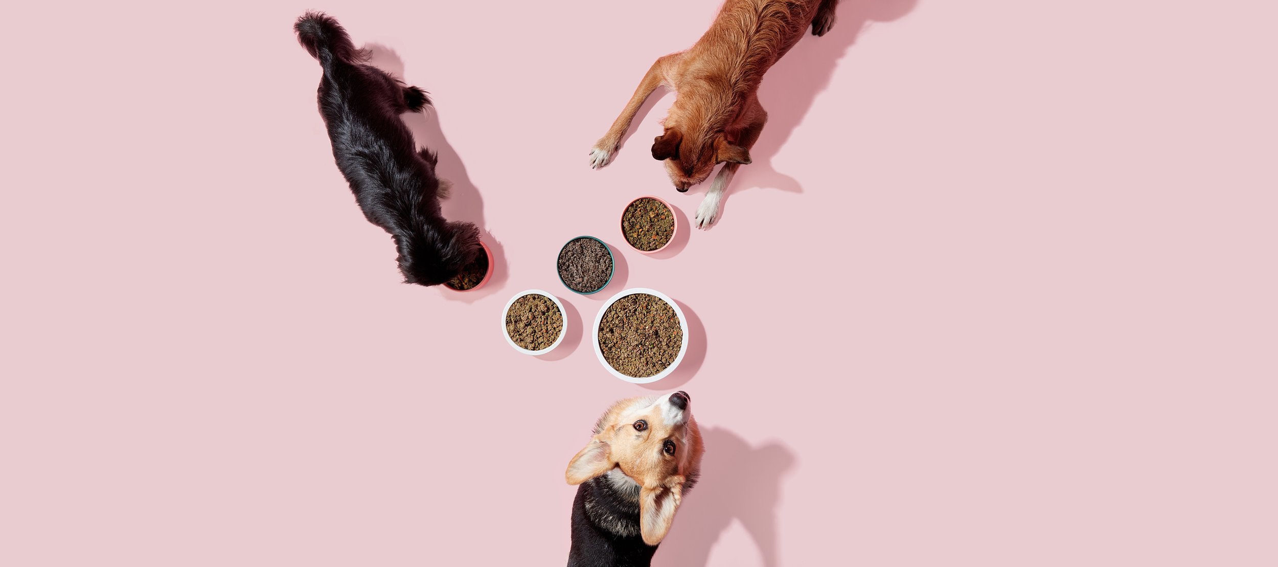 Dog Child - Product, Food, Pet, Portrait, & Lifestyle Photography