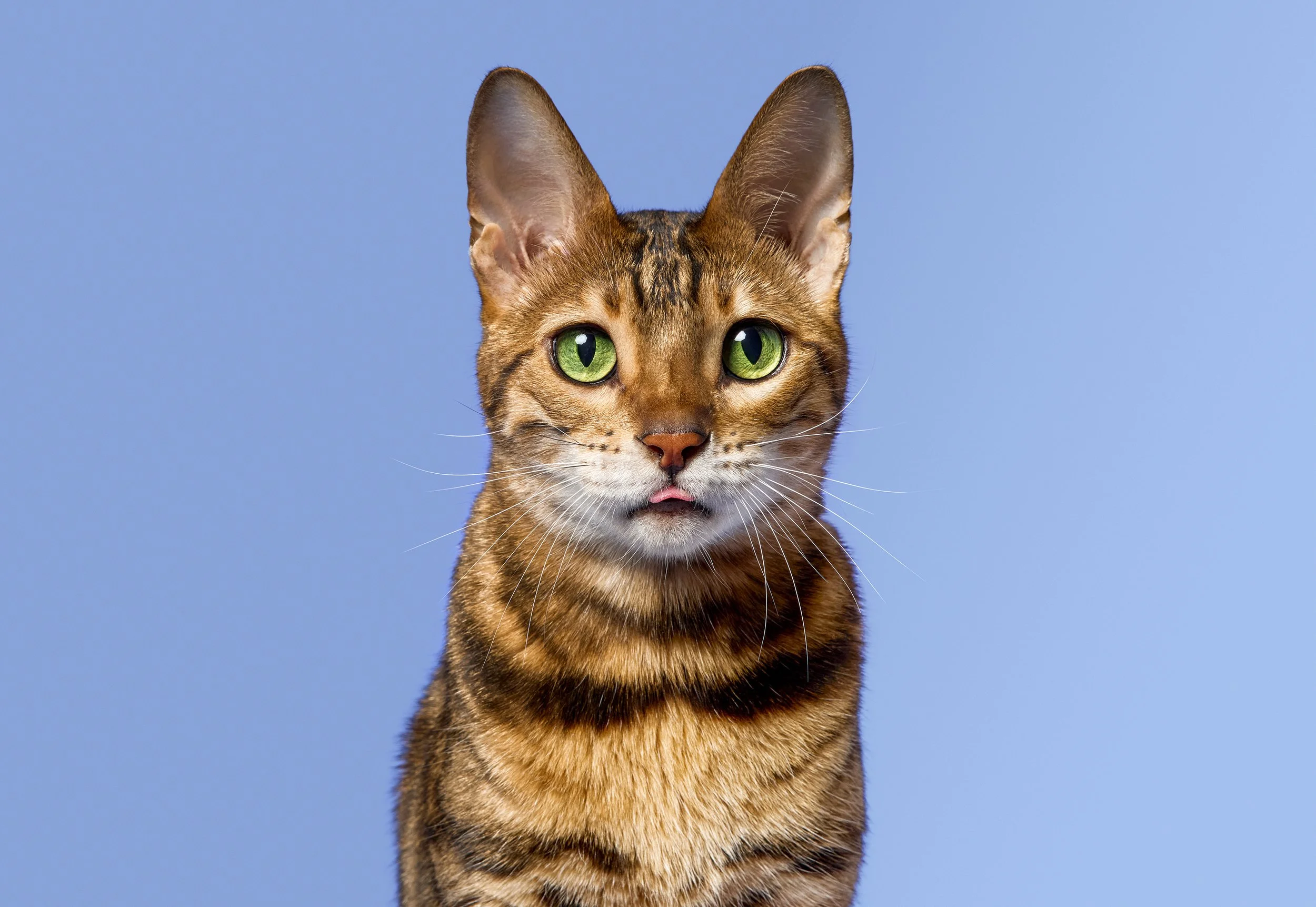 A close-up of a tabby cat with green eyes against a blue background, with its tongue slightly sticking out.