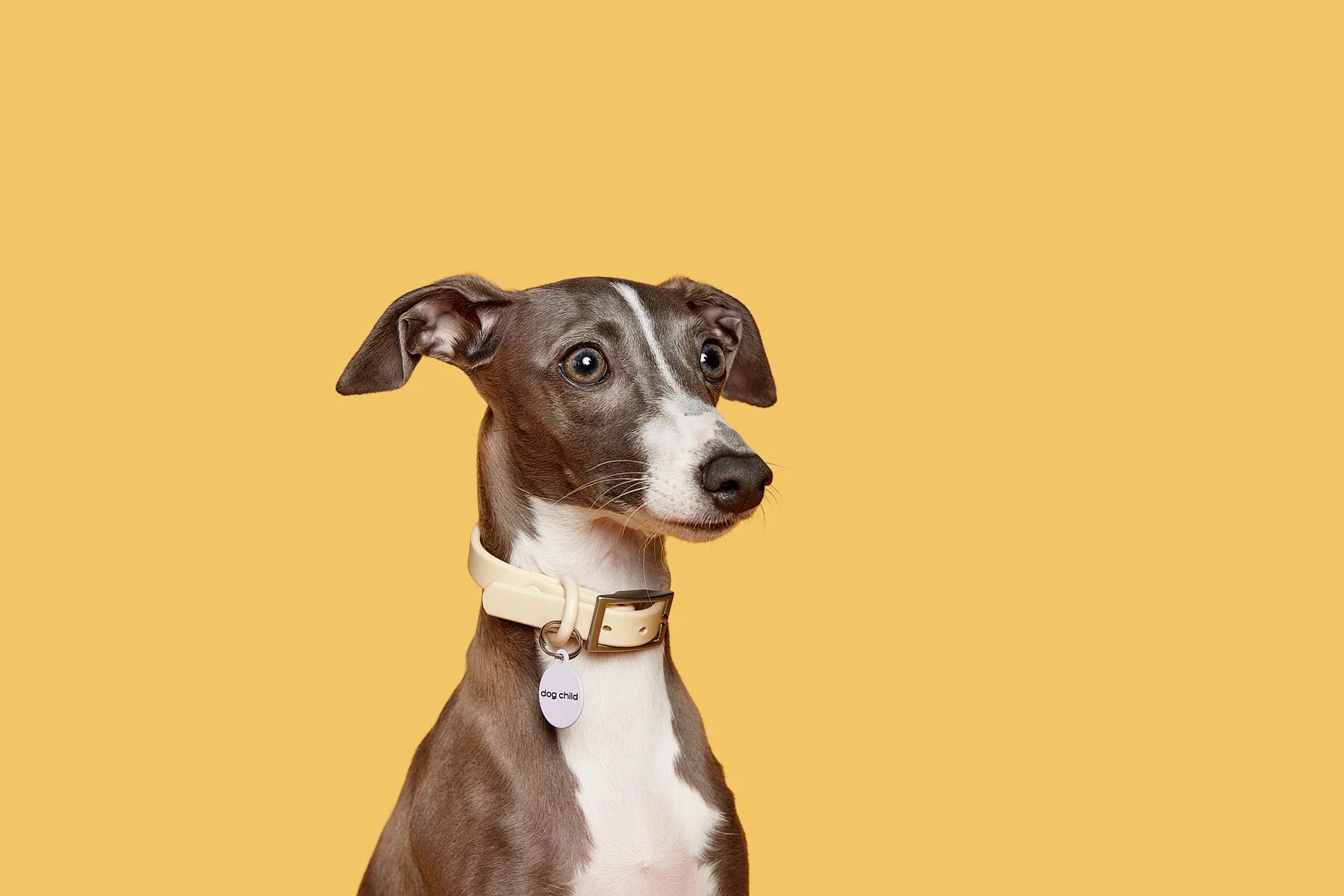 Dog Child - Product, Food, Pet, Portrait, & Lifestyle Photography