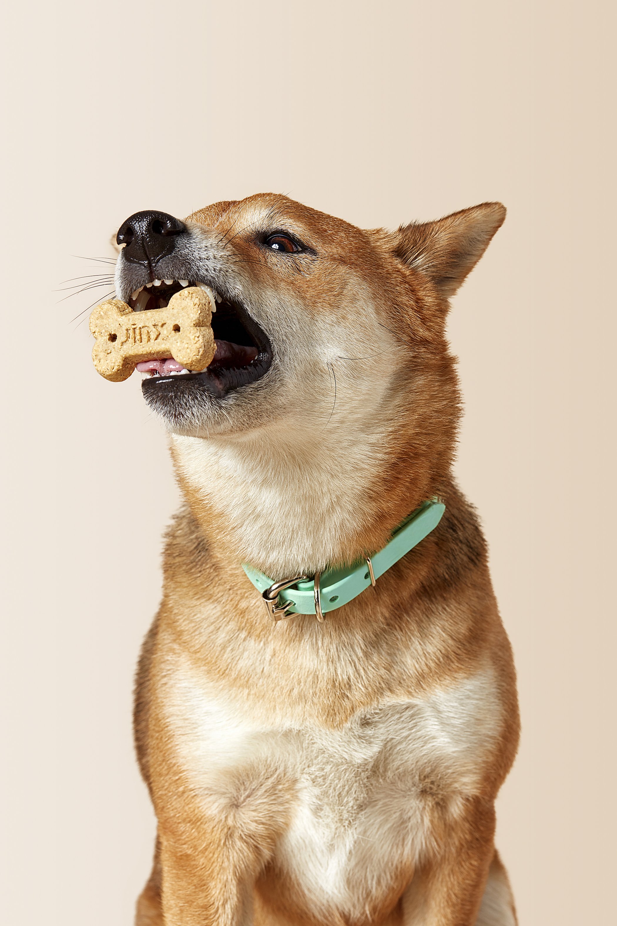 Dog wearing a mint green collar holds a bone-shaped dog treat labeled "Jinx" in its mouth.