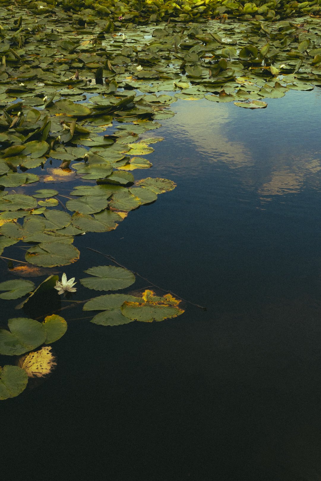 @PhotosByBrendaBrooks Berlin 7:30:25 - 25.JPG