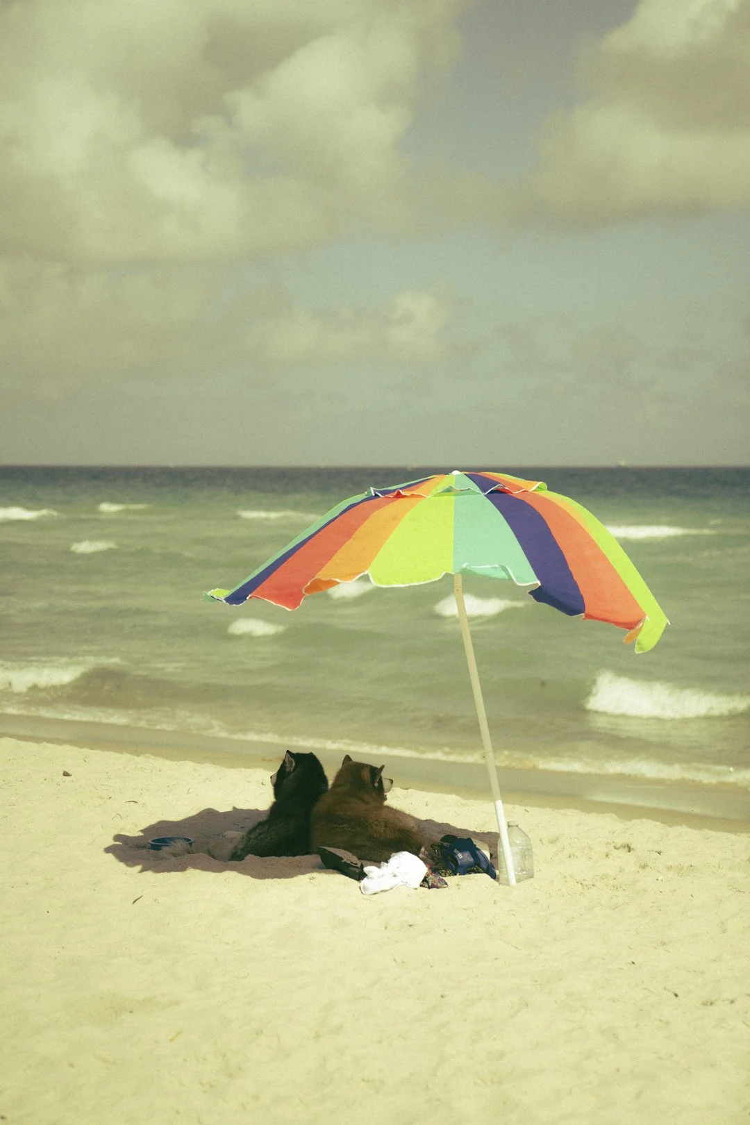 @PhotosByBrendaBrooks Lupe 2.12.25 - 1.JPG